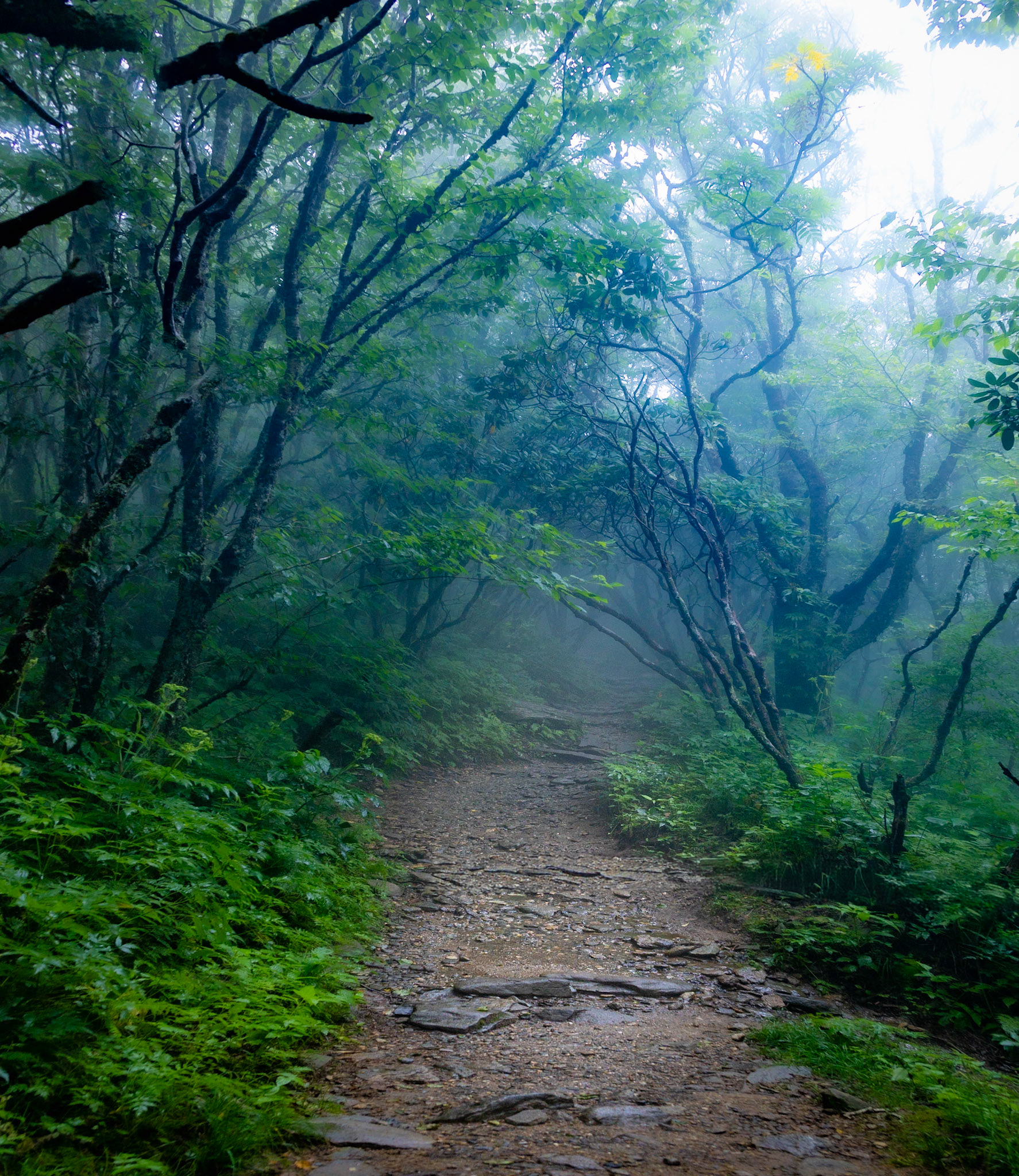 Path Into Cloud 2020