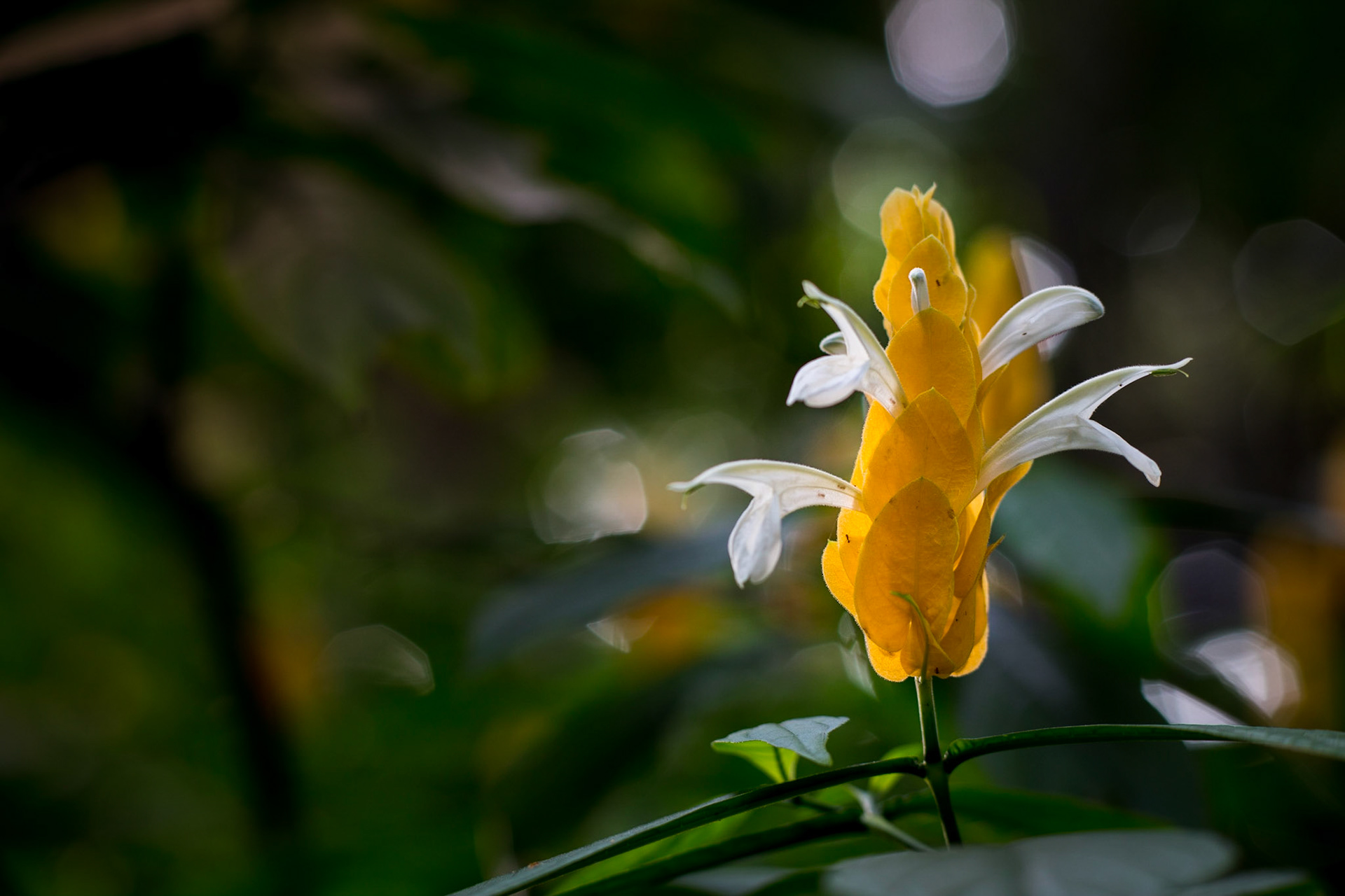Flowers-1352