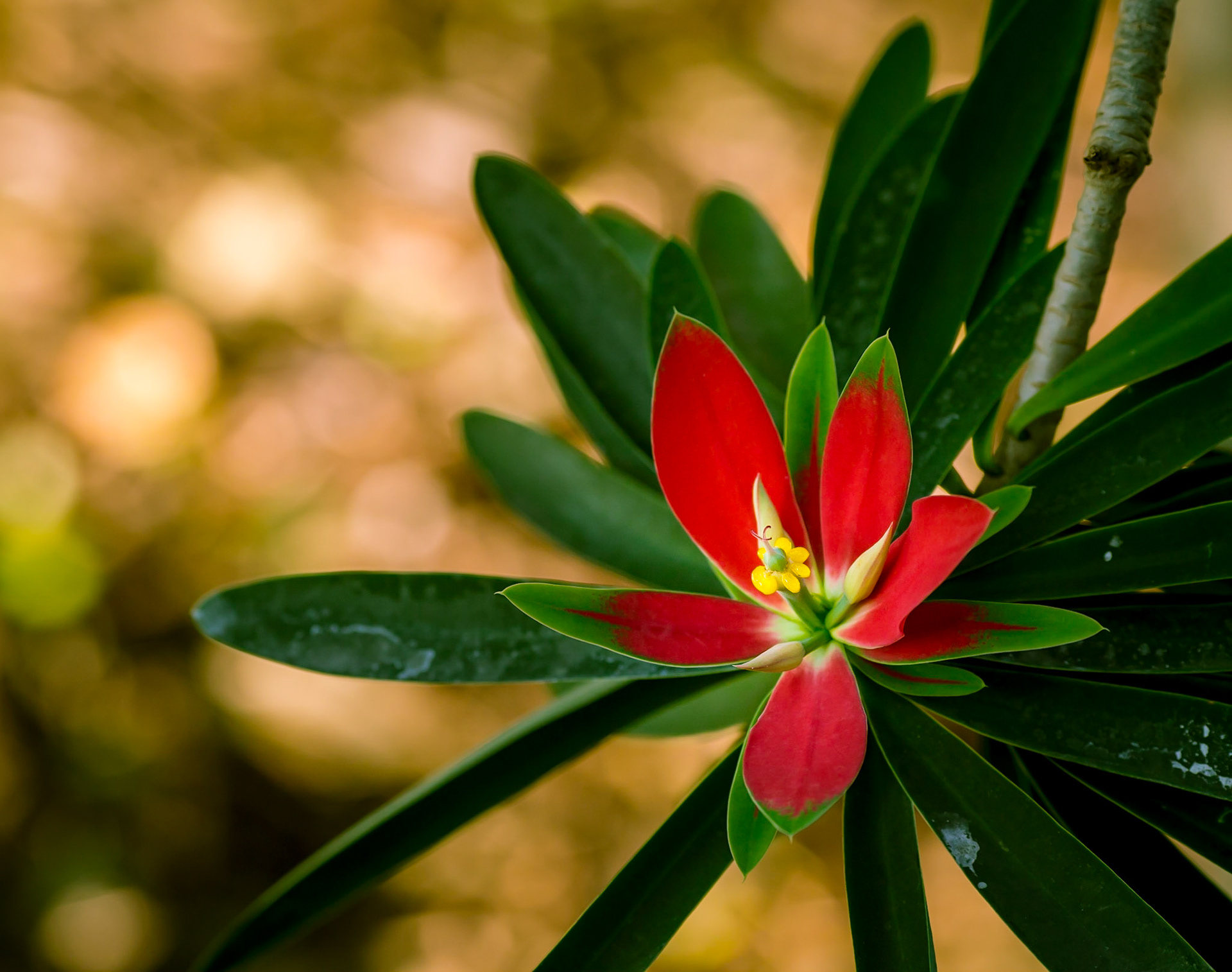 Flowers-1346