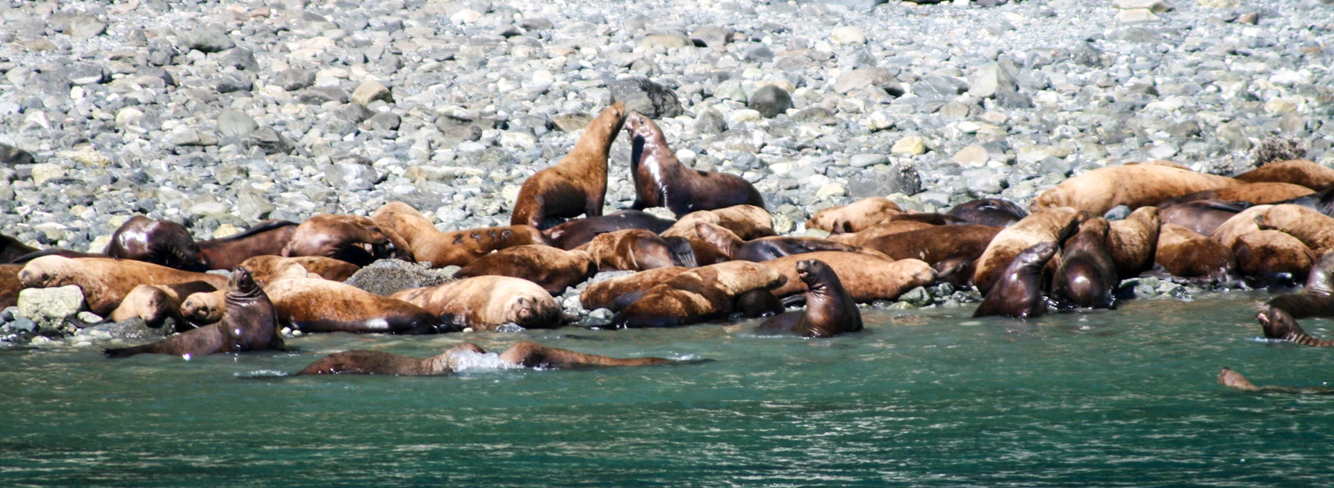 Steller Sea Lion Colony - 43110