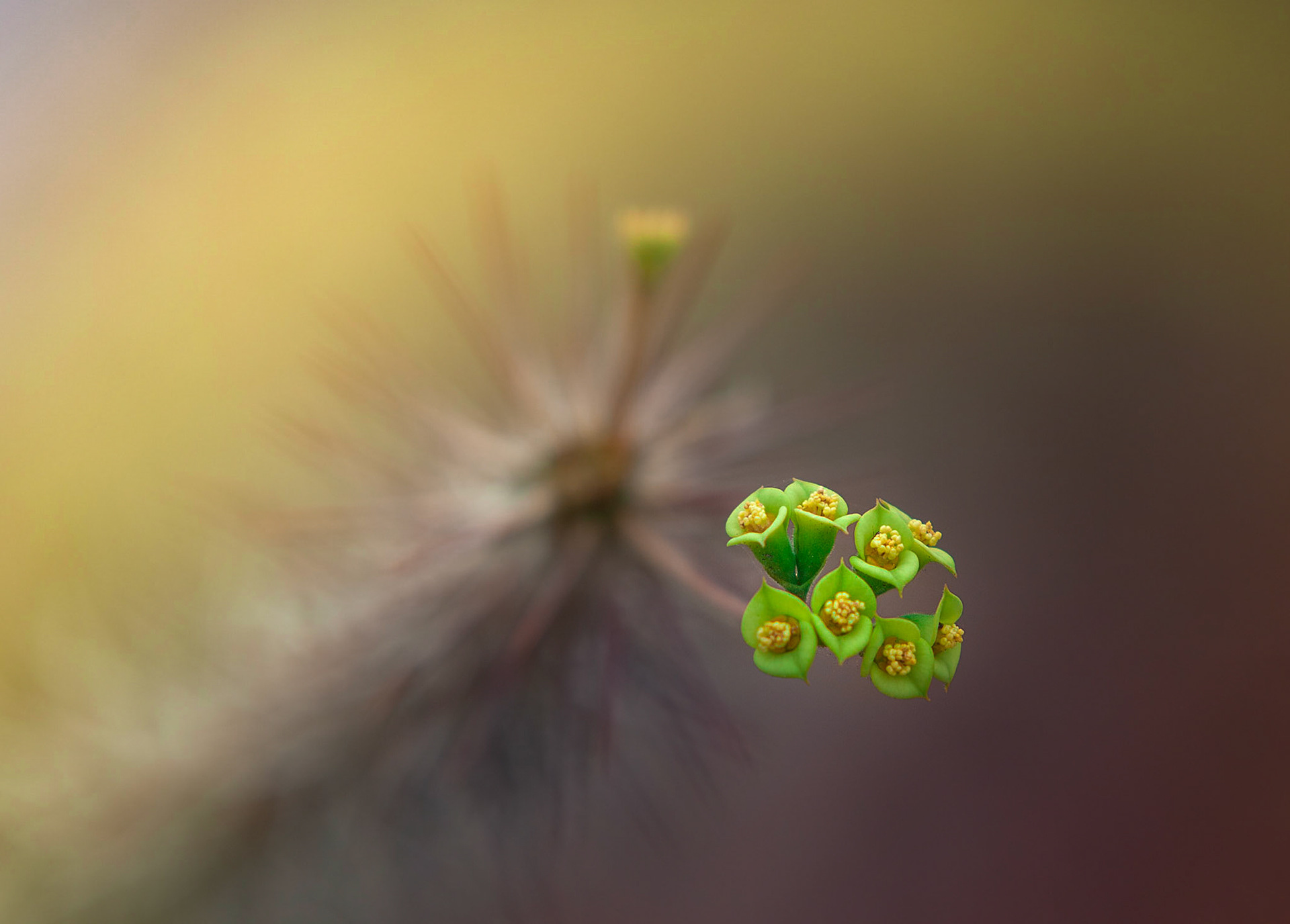 Flowers-1315