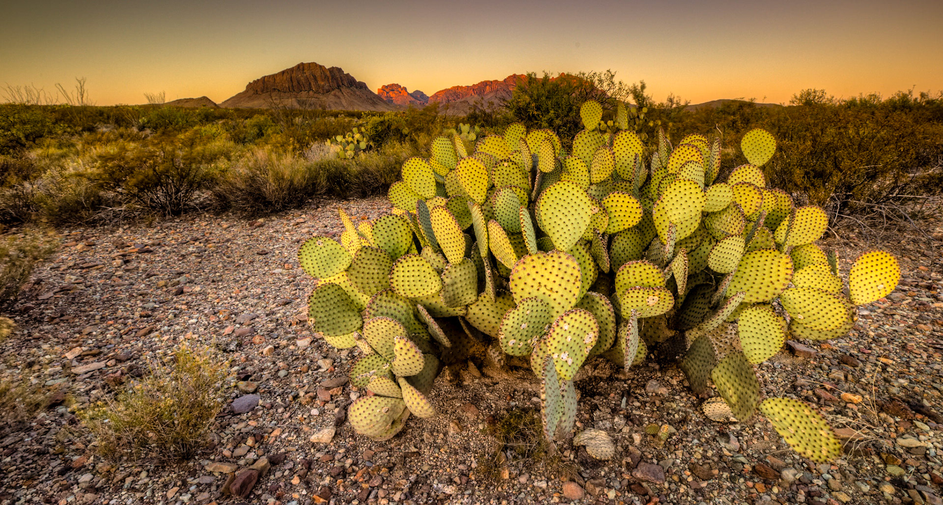 Prickly Pear at Golden Hour - 1806