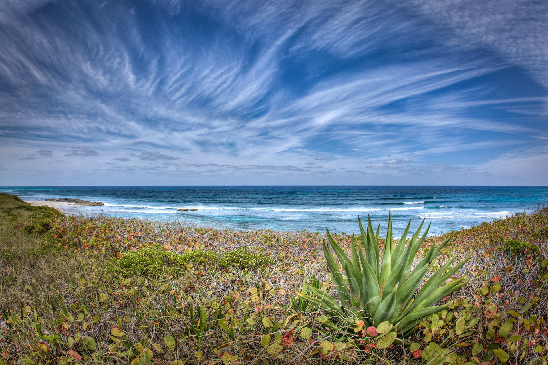 Agave and Atlantic 377