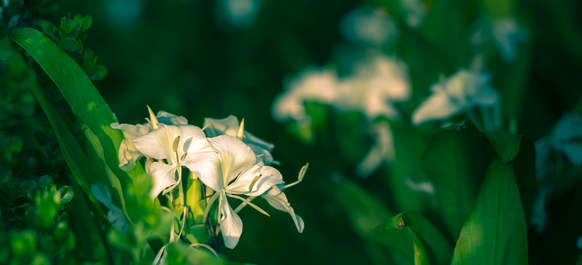 Flowers-1325