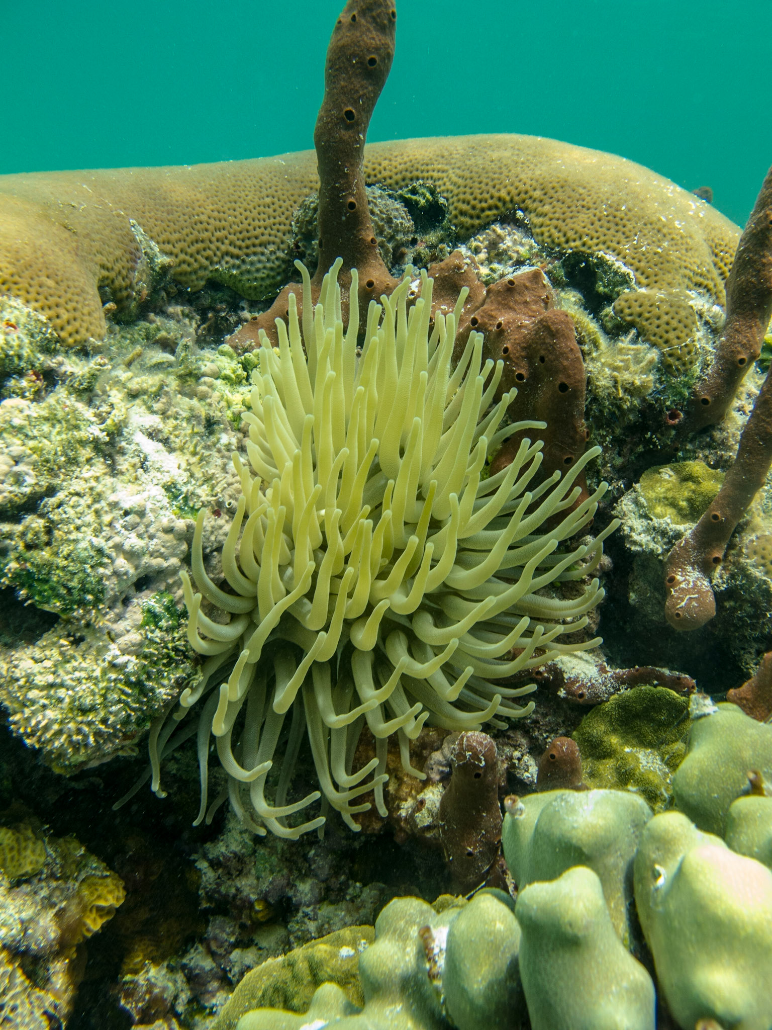 Anemone 242