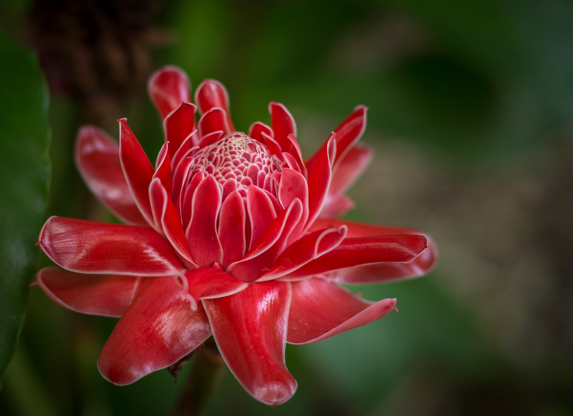 Flowers-1330