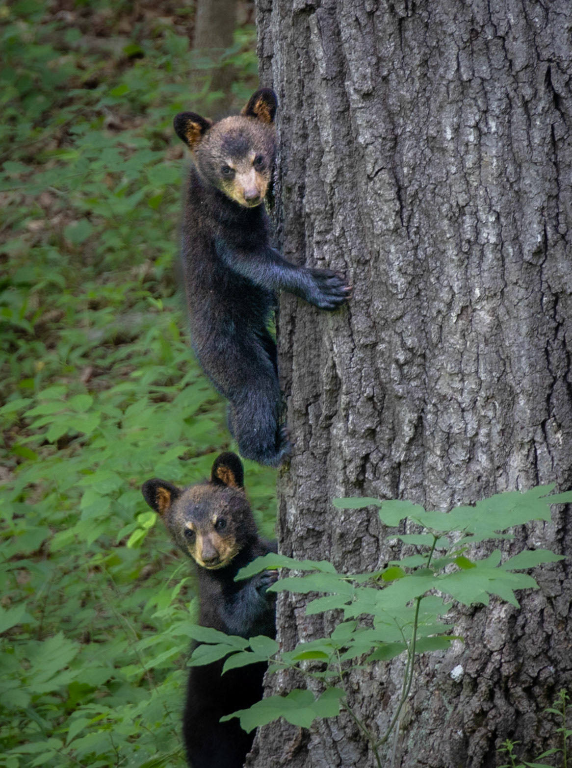 8617 Bears