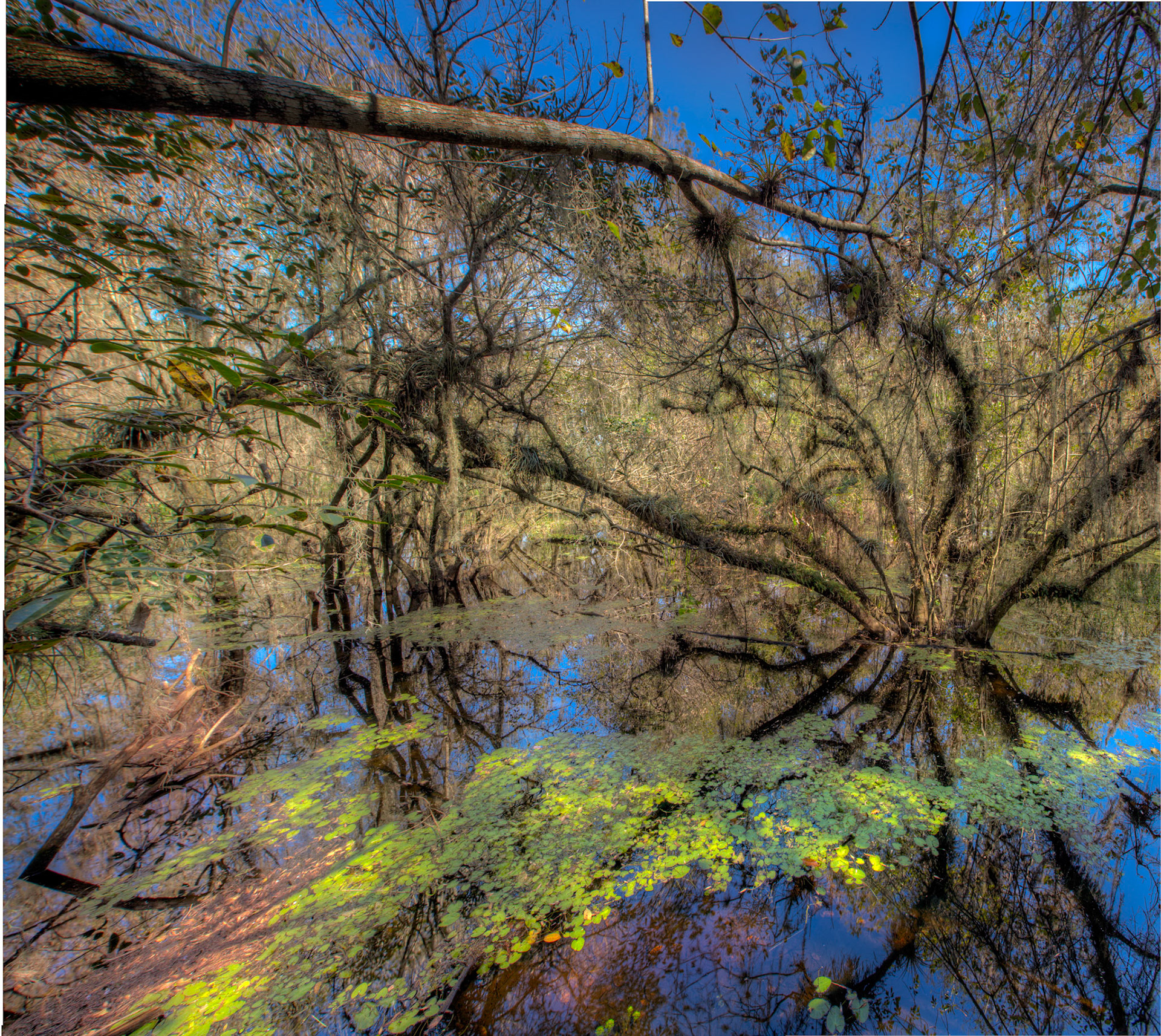 Flooded Forest Reflections