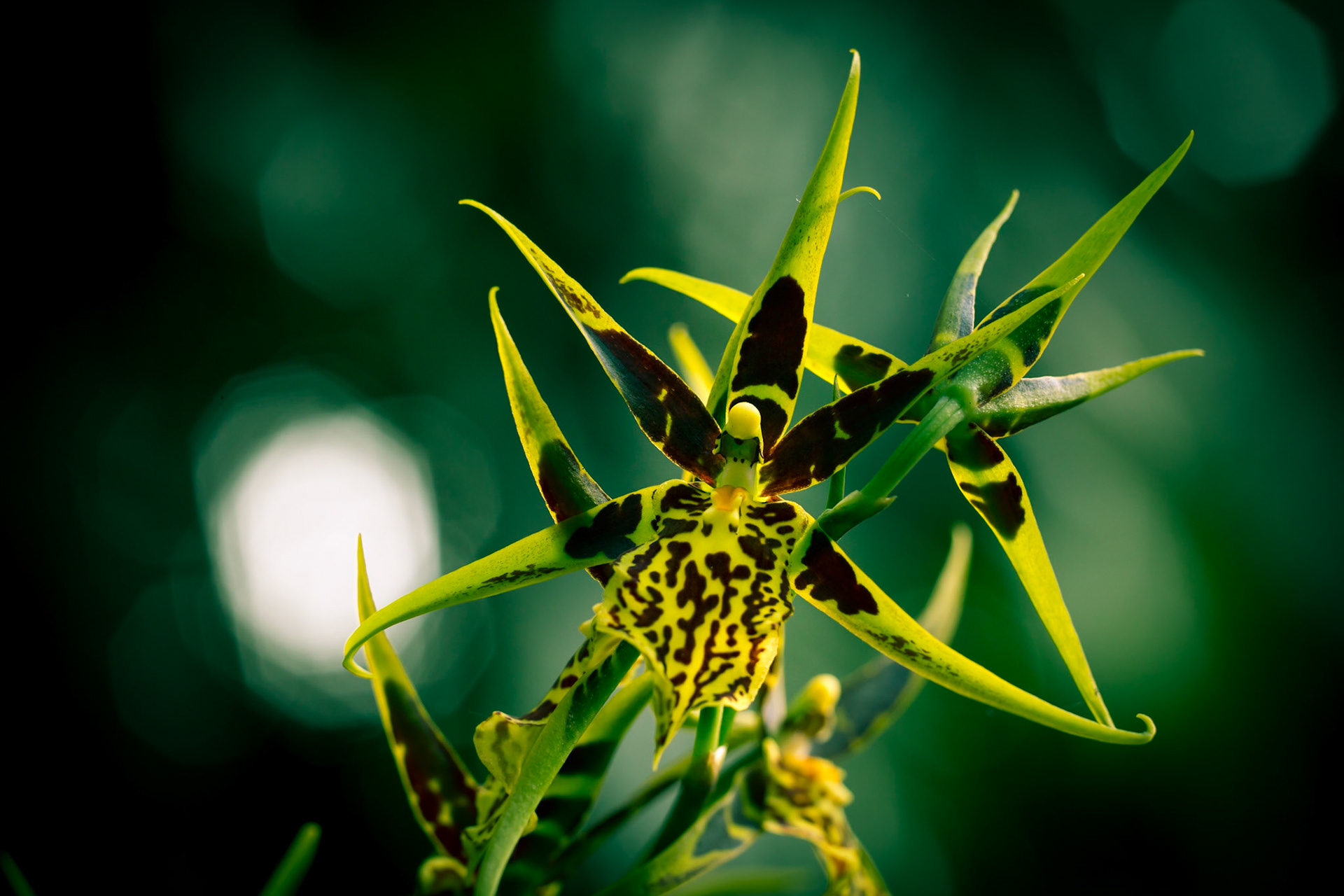Flowers-1393