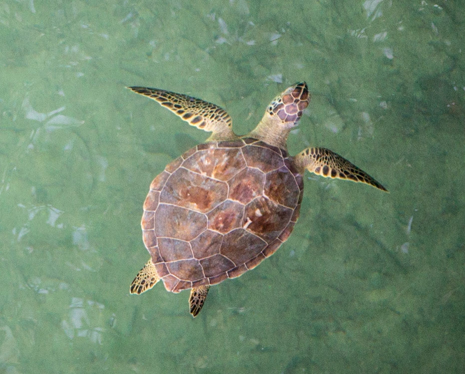 Other Eleuthera-265