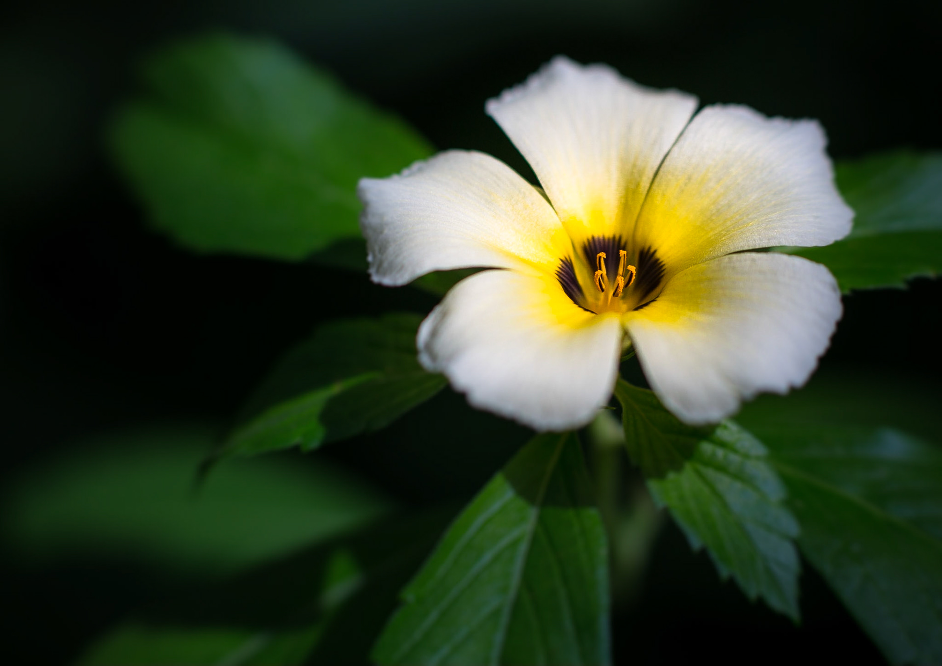 White Hibiscus -1306