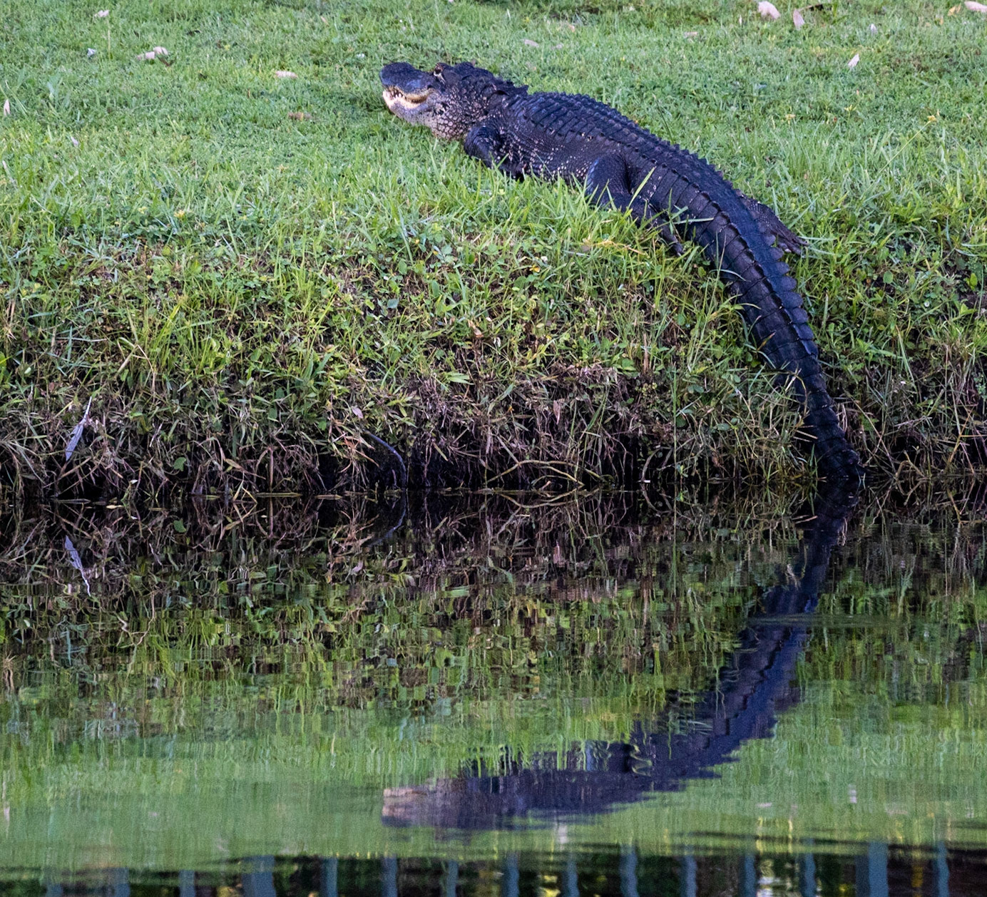 Aligator Reflection - 1107