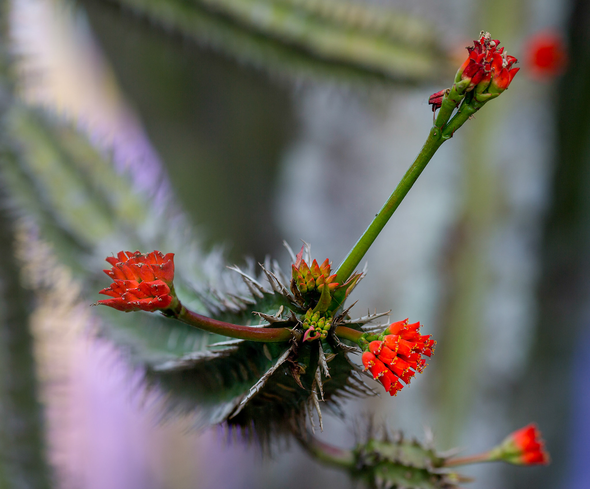 Flowers-1358