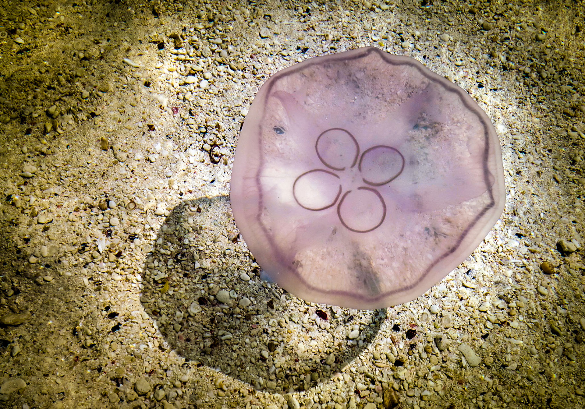 Moon Jelly - 908