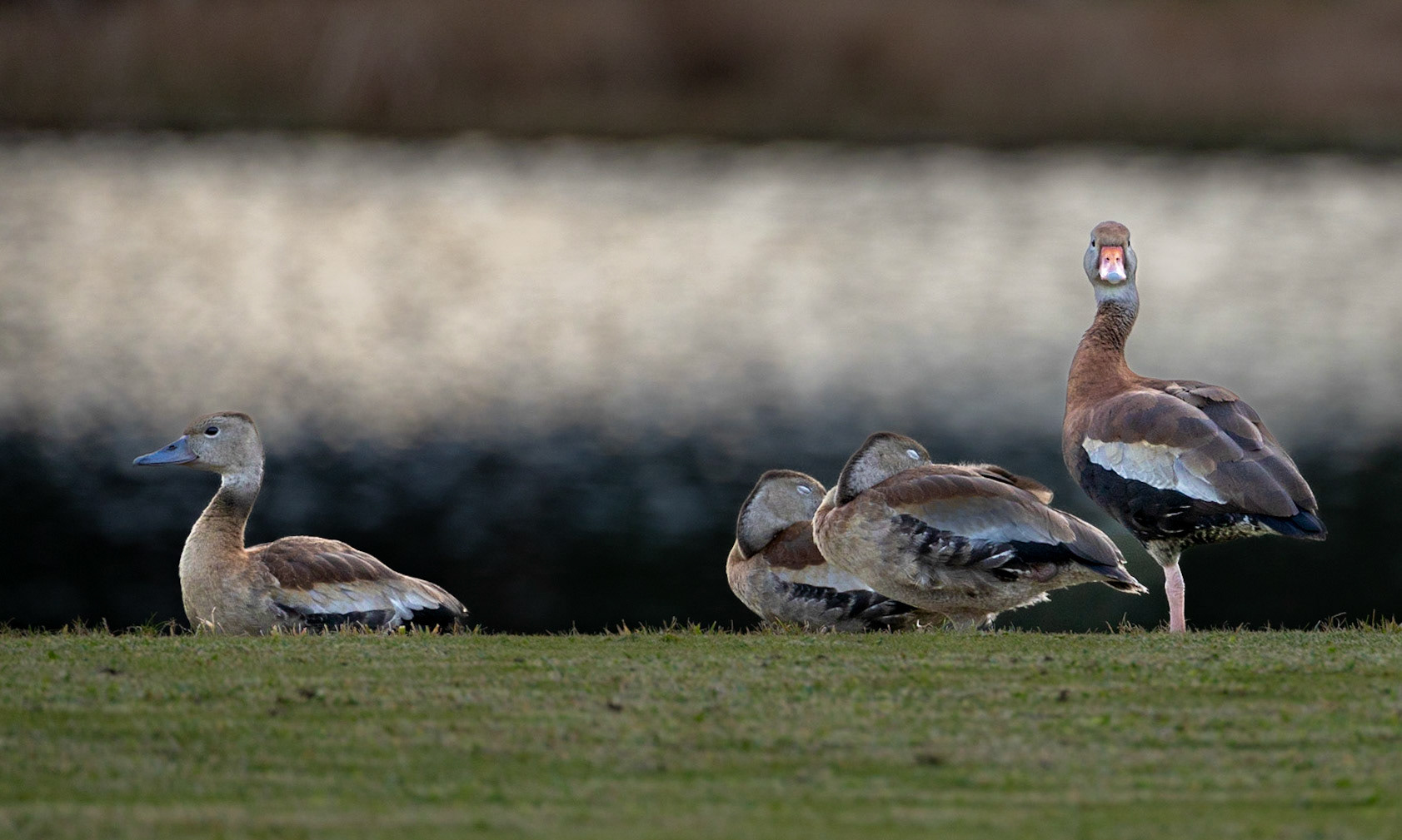 Birds -1175