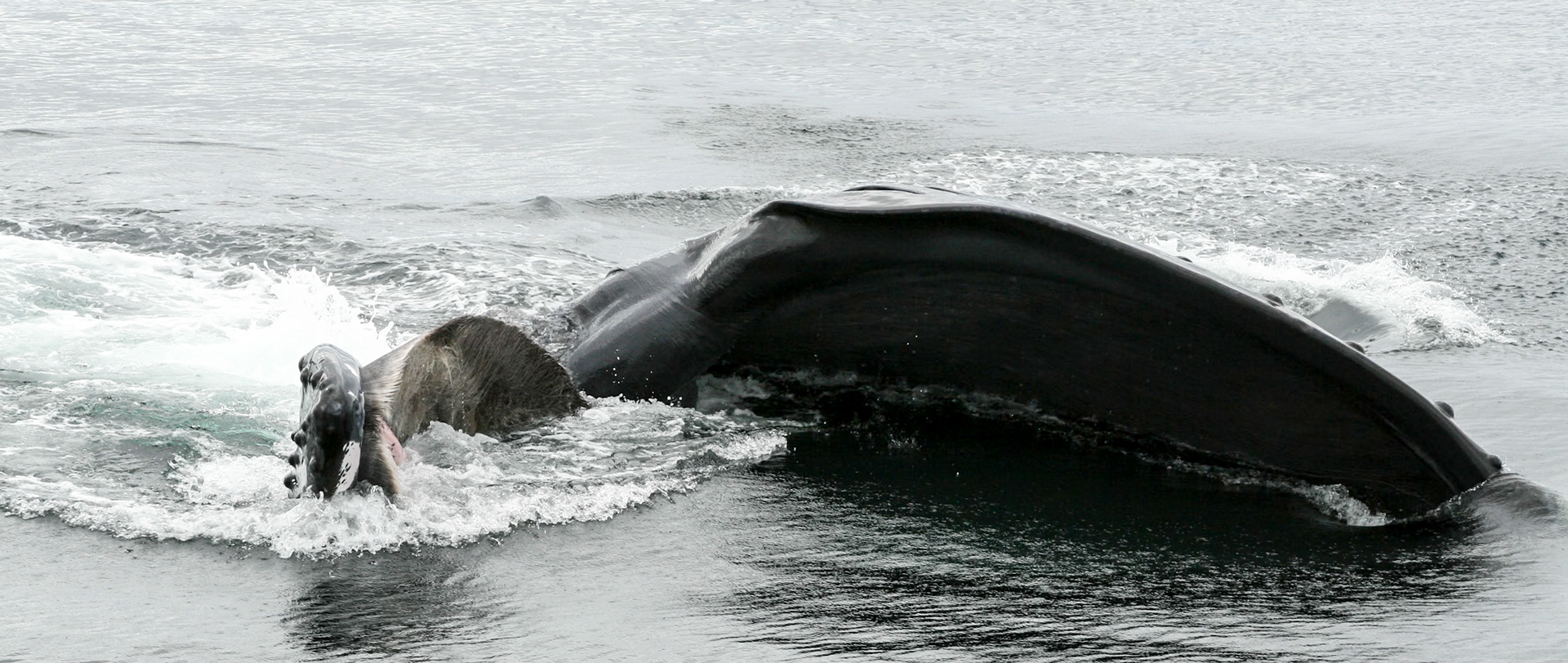 Humpback Pectoral Slap - 4378