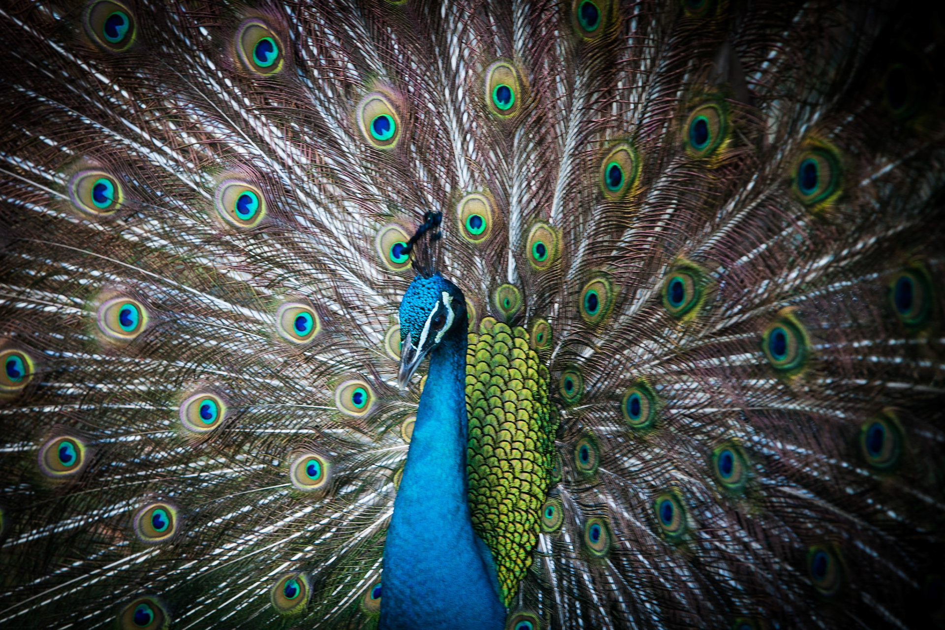 Indian Peafowl -1157