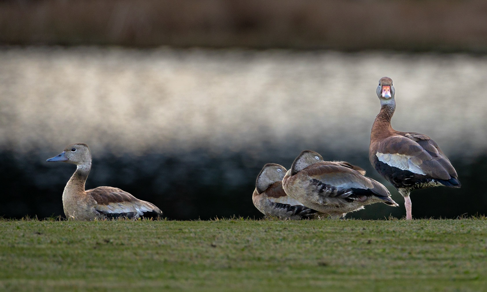 Ducks on Open Water -1175