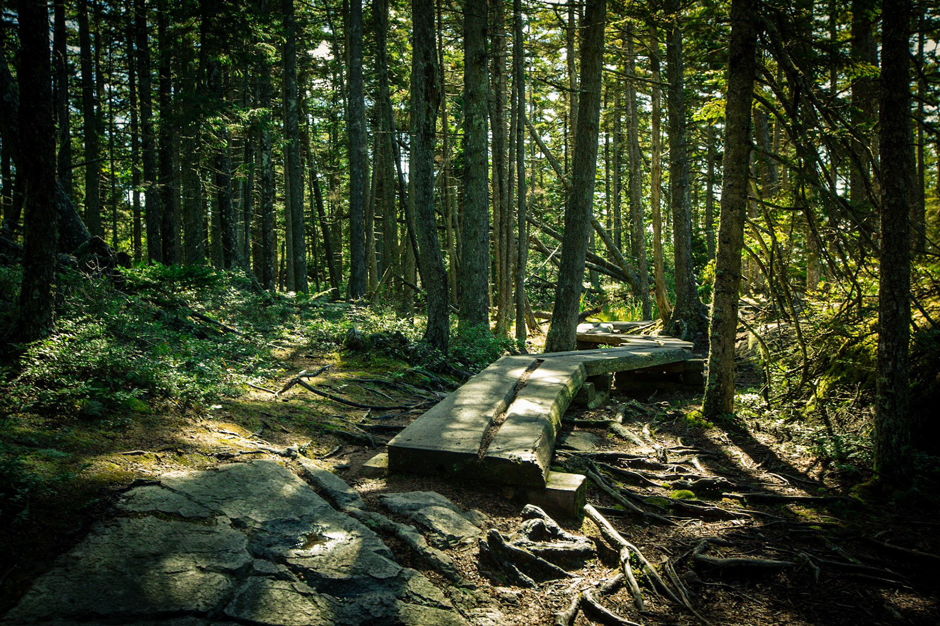 Boardwalk Through Spruce Woods - 1742