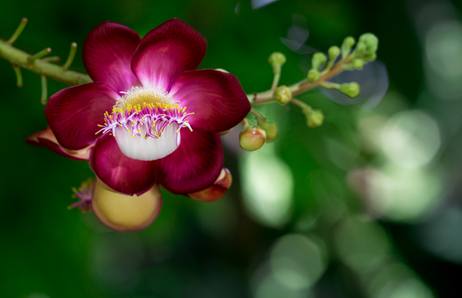 Cannonball Tree -1388