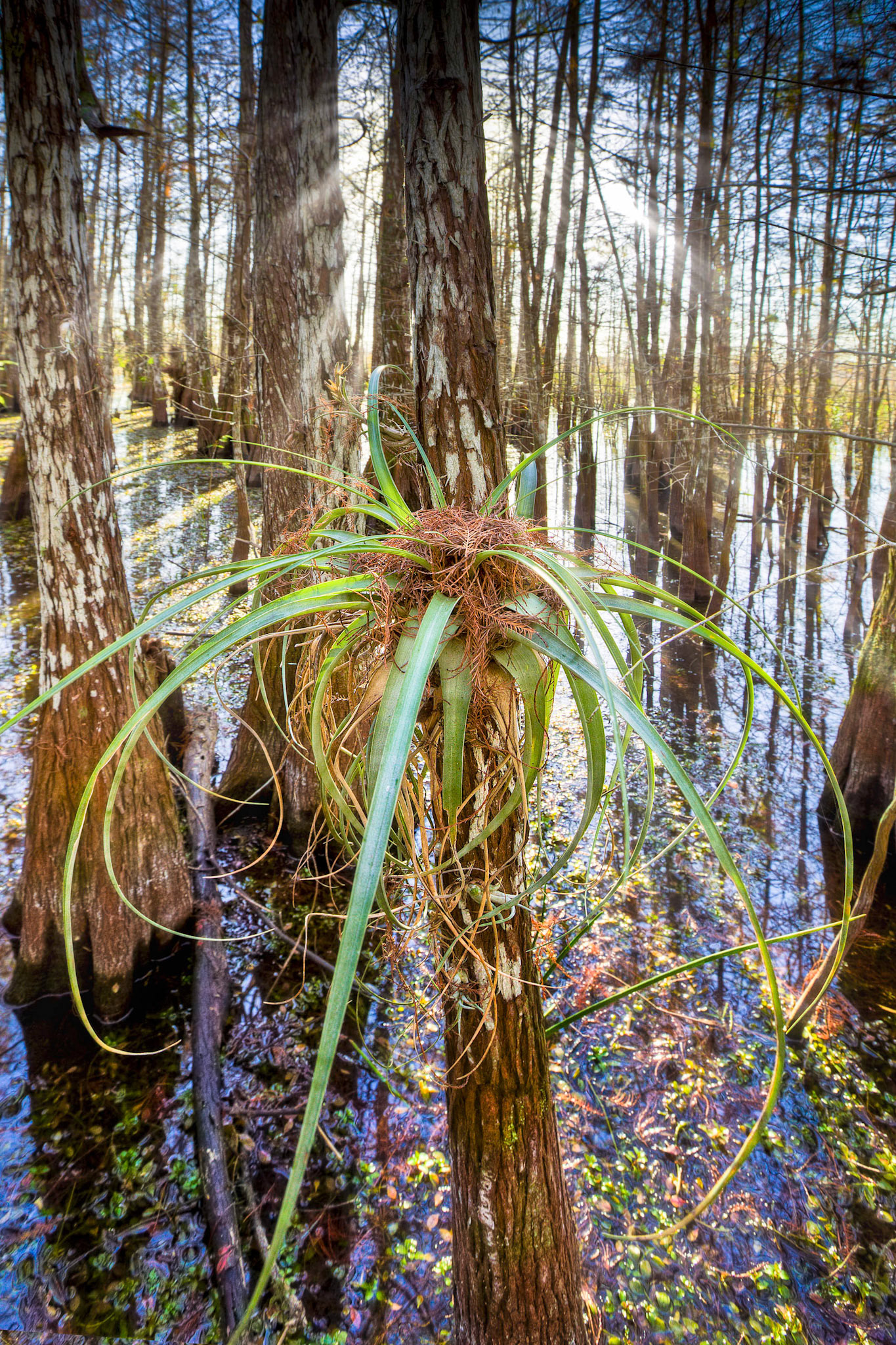 EN2410 -Everglades National Park, the largest subtropical wilderness in the United States, boasts rare and endangered species. It has been designated a World Heritage Site, International Biosphere Reserve, and Wetland of International Importance, significant to all people of the world.