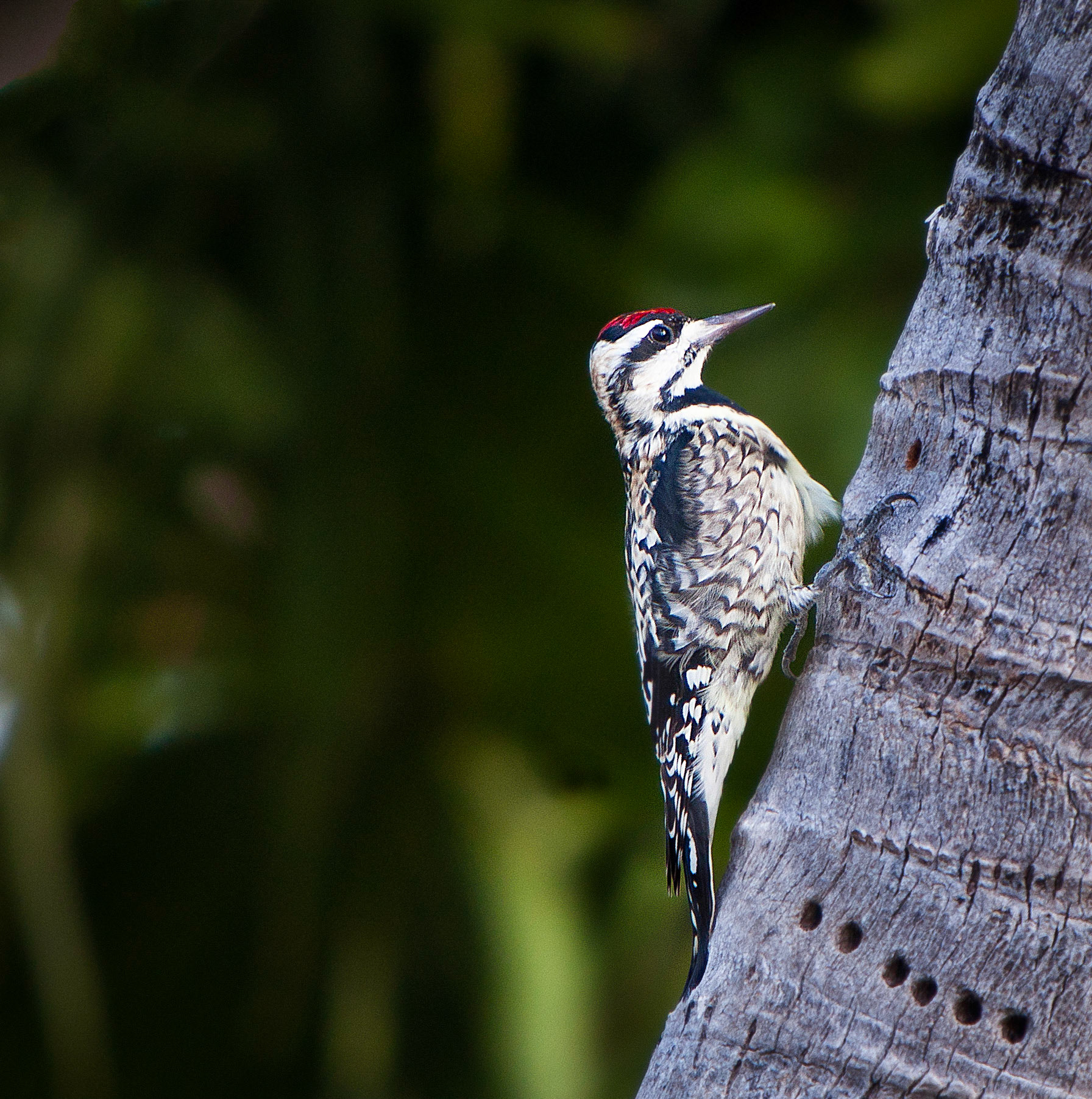 Birds-1156