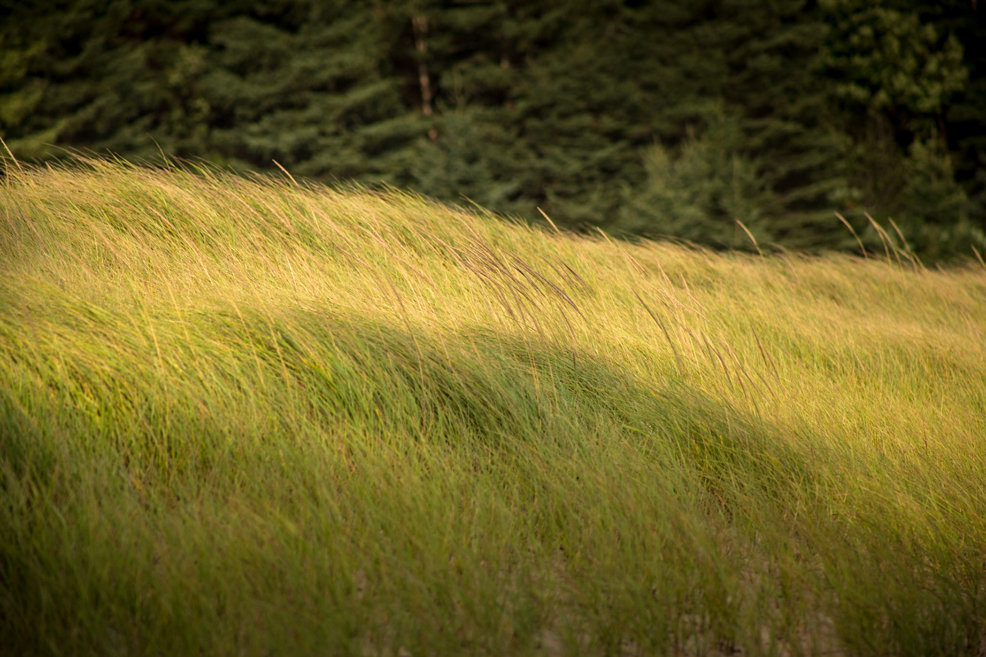 Beach Grass in Golden Light - 1716
