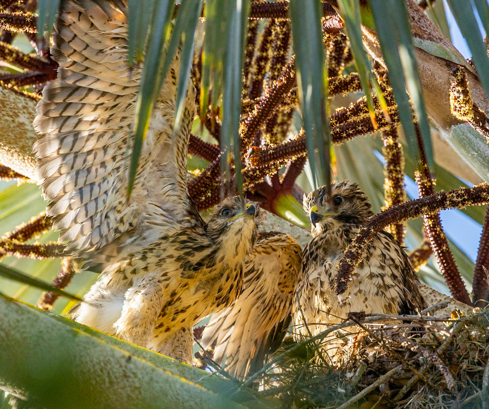 Hawk 2