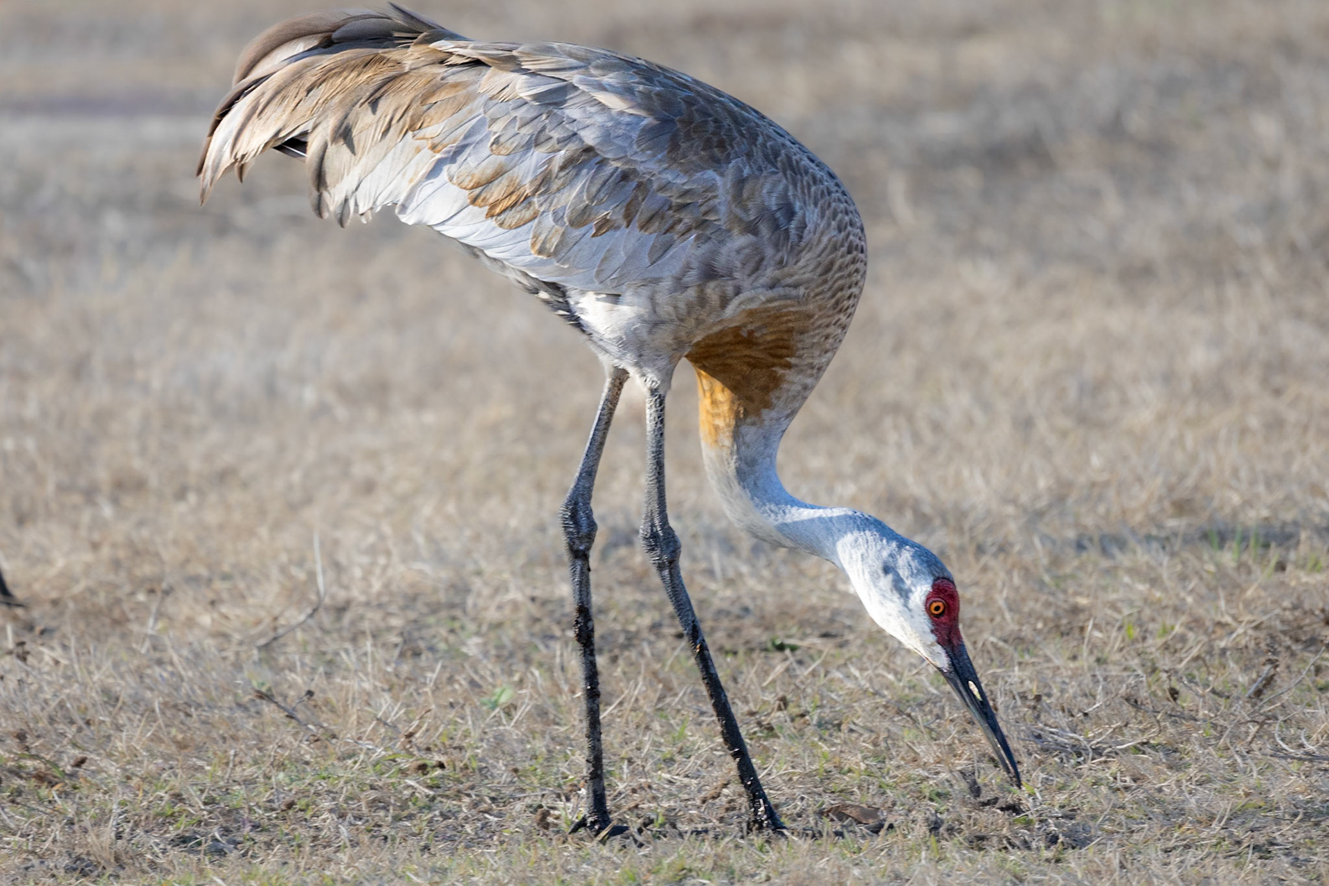 Sandhill Crane 2