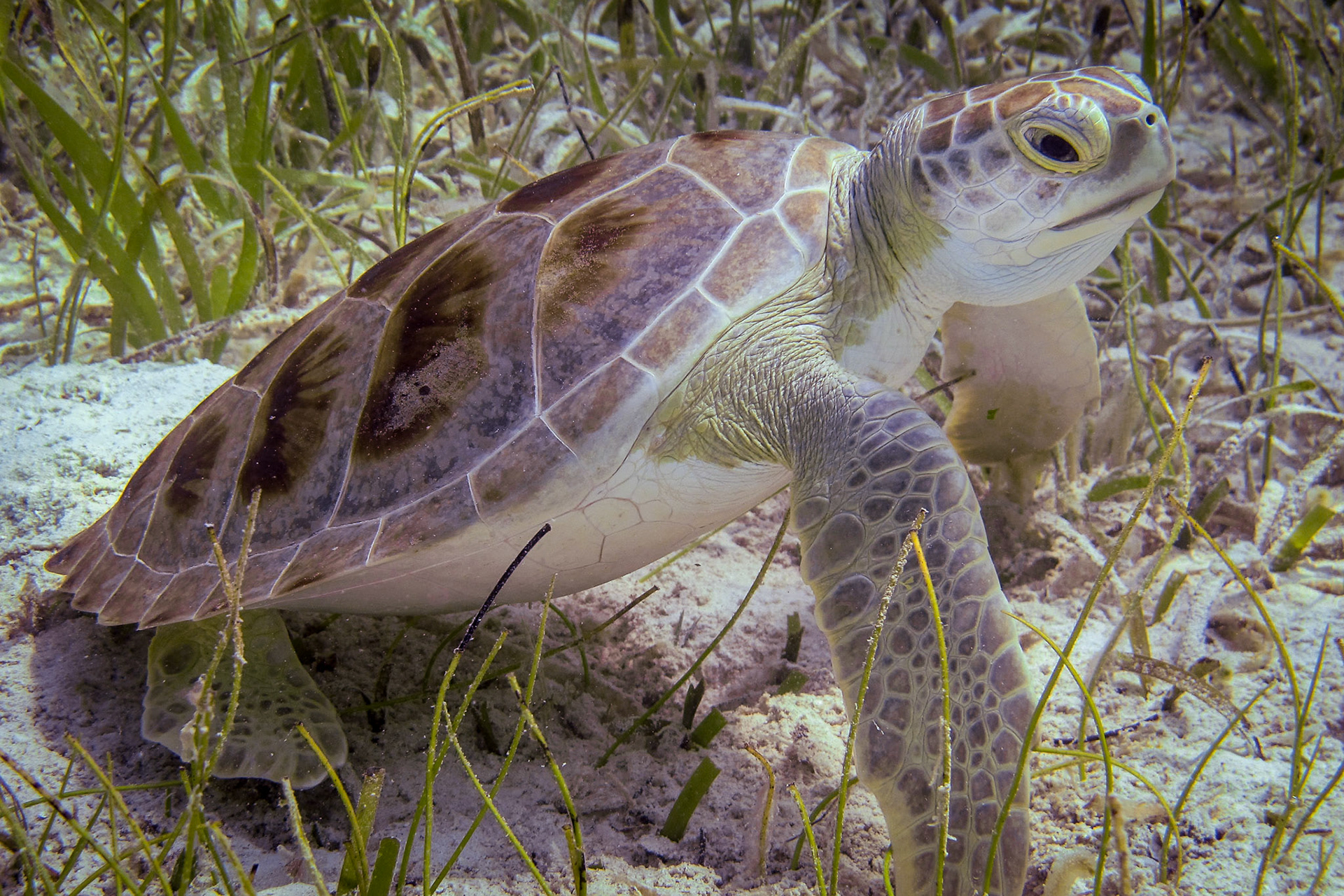Turtle in the Grass 231