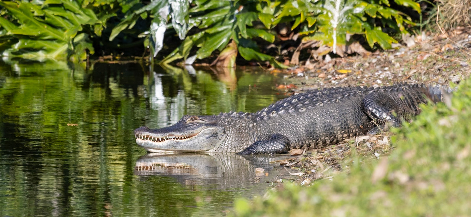Alligator 1