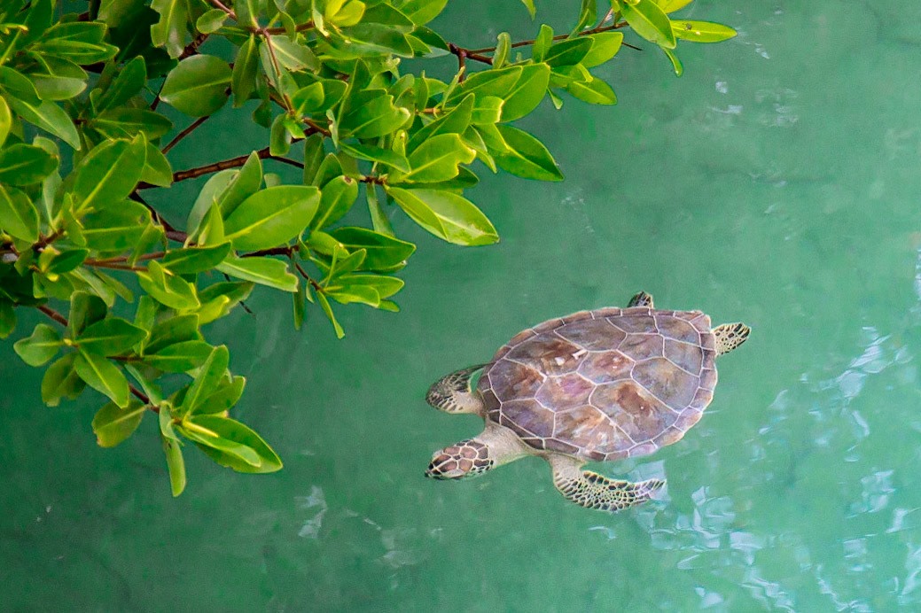 Other Eleuthera-262