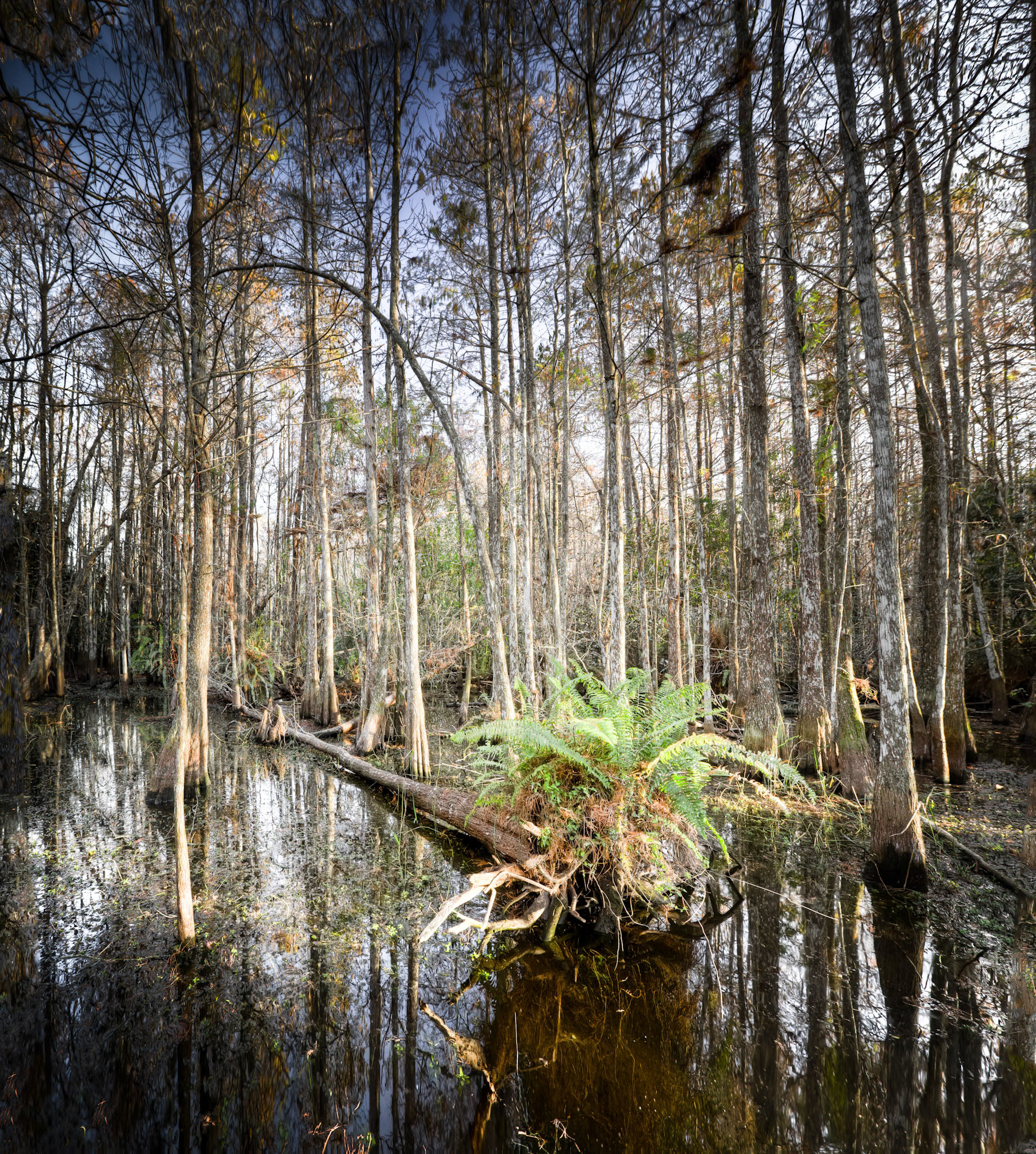 EN2412 -Everglades National Park, the largest subtropical wilderness in the United States, boasts rare and endangered species. It has been designated a World Heritage Site, International Biosphere Reserve, and Wetland of International Importance, significant to all people of the world.