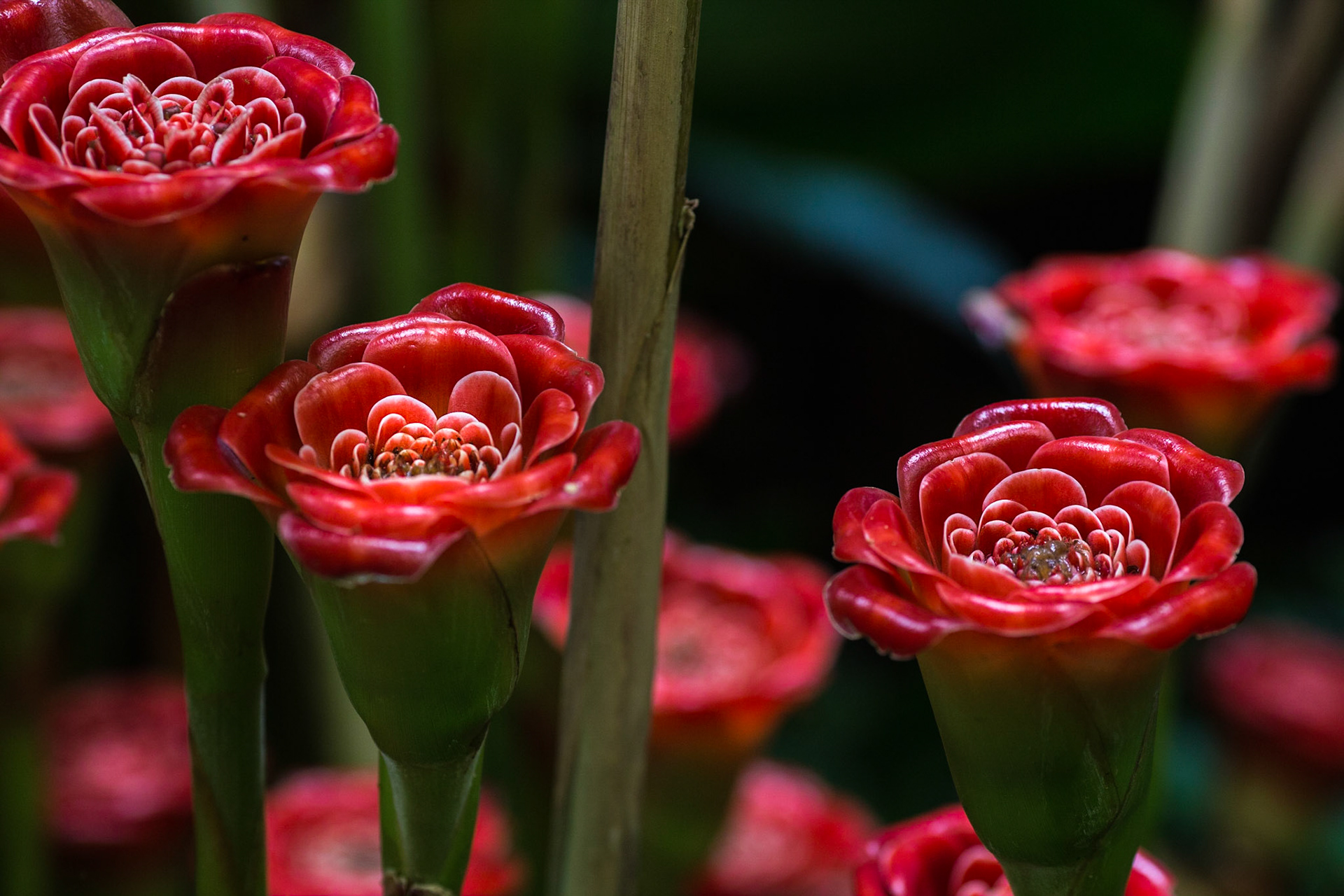 Flowers-1376