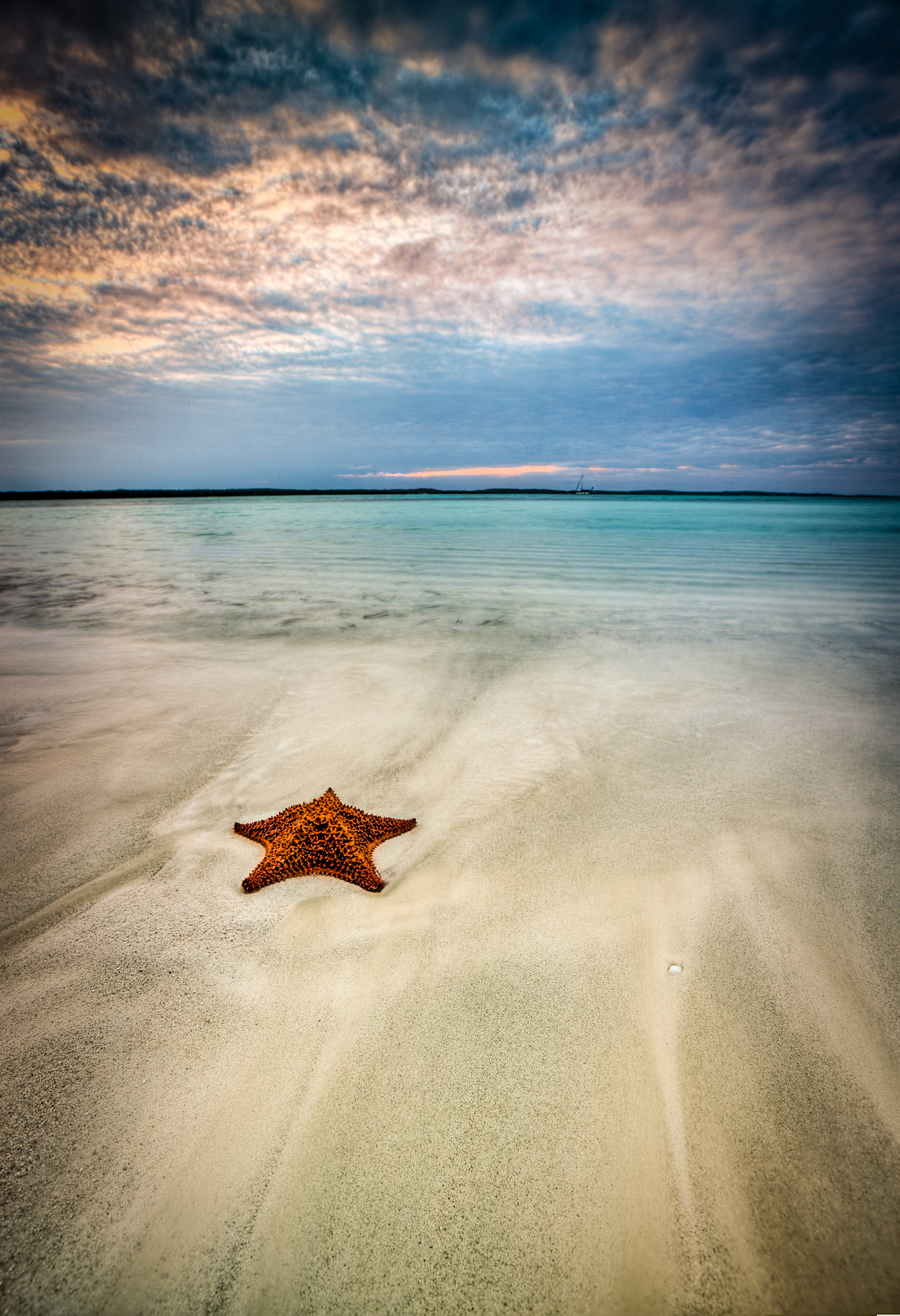 Starfish - 049