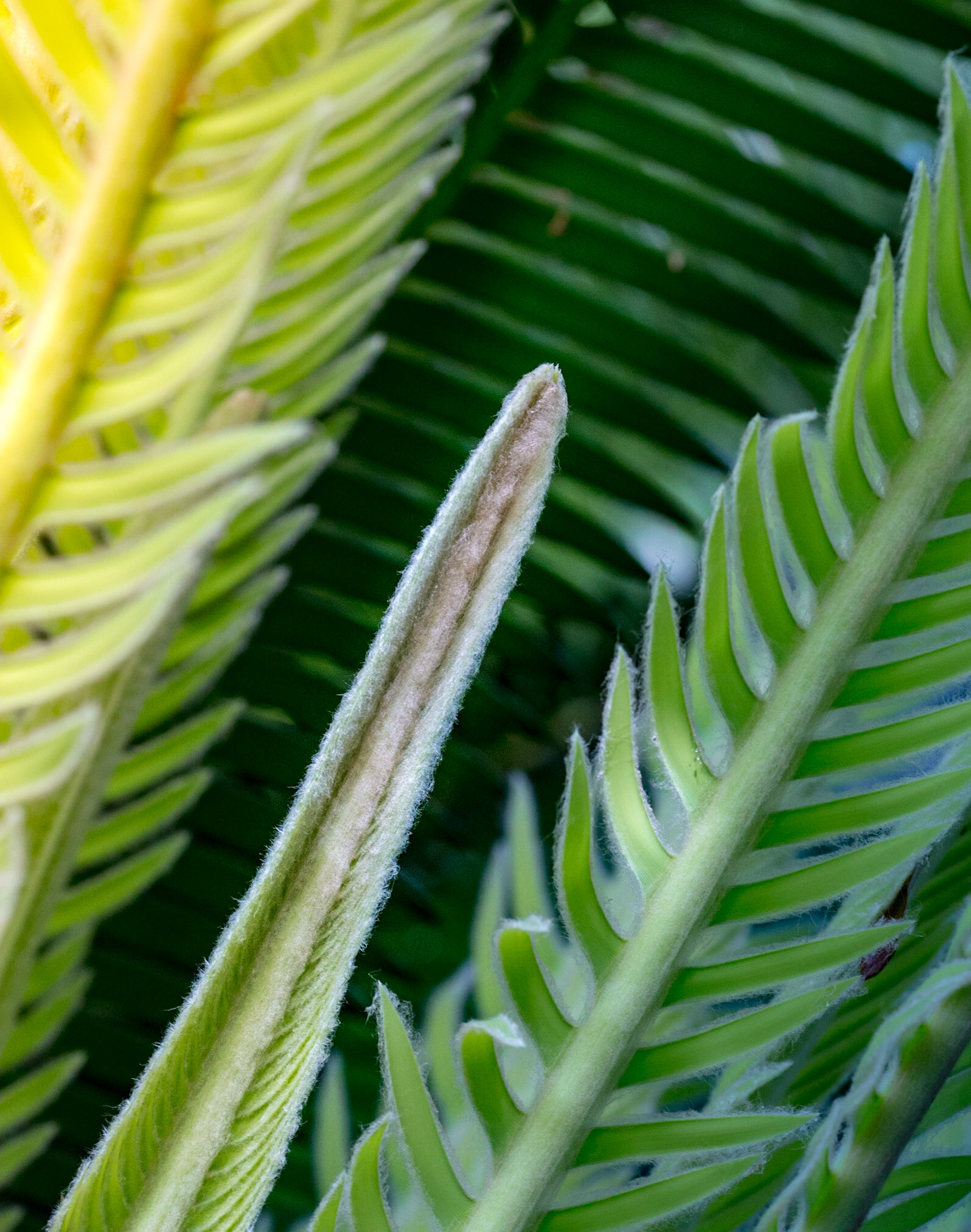 P1635