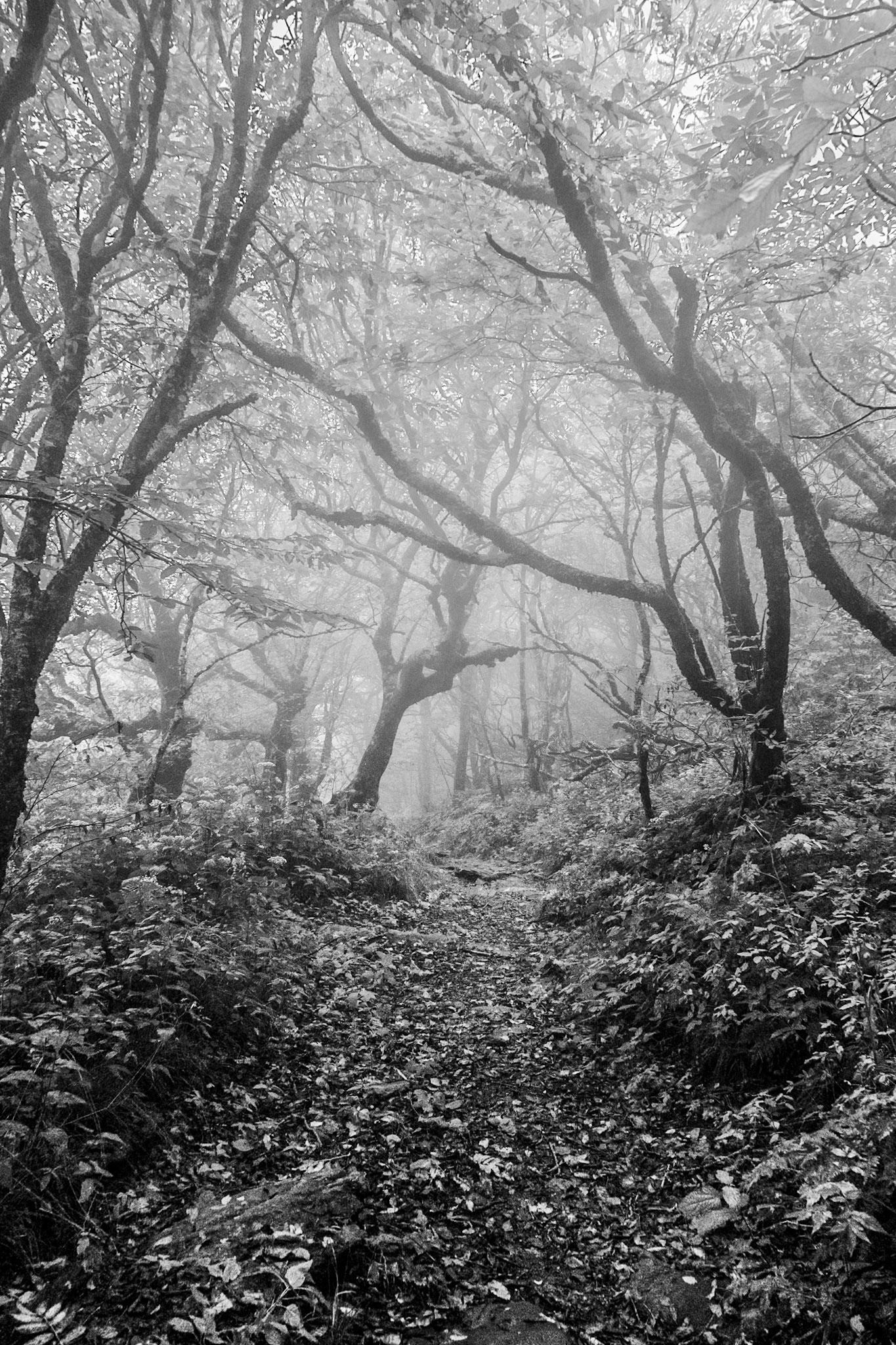 Gray Trail 0577