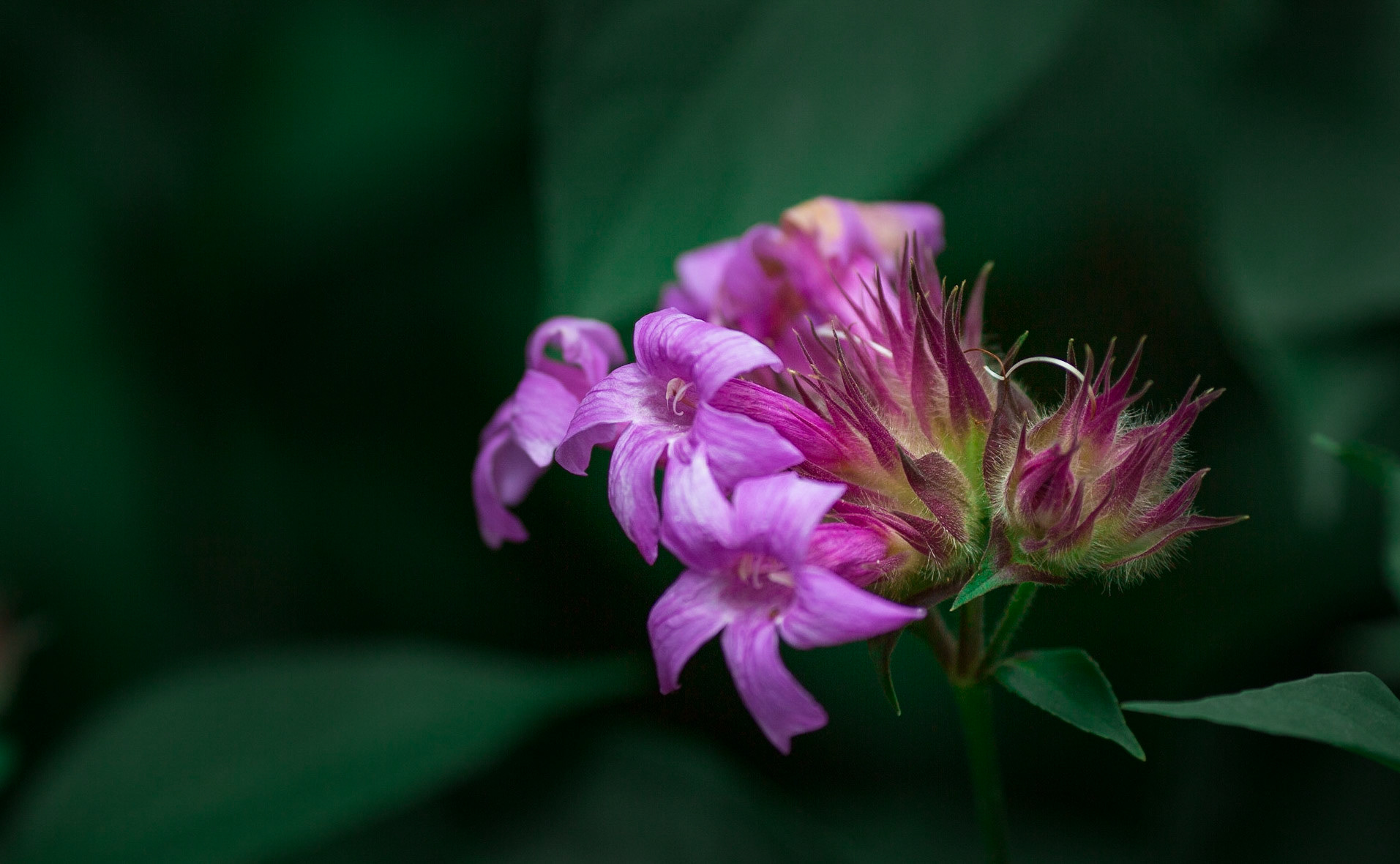 Flowers-1374