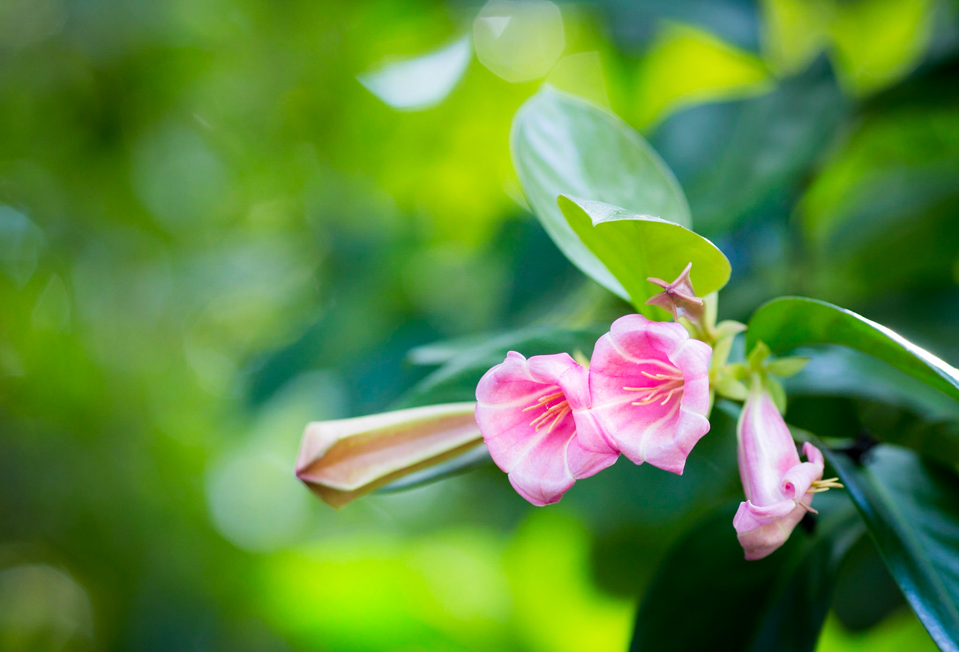 Flowers-1301