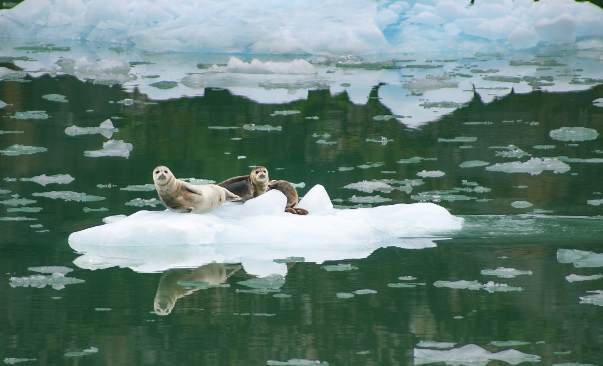 Harbor Seals on Ice - 4344