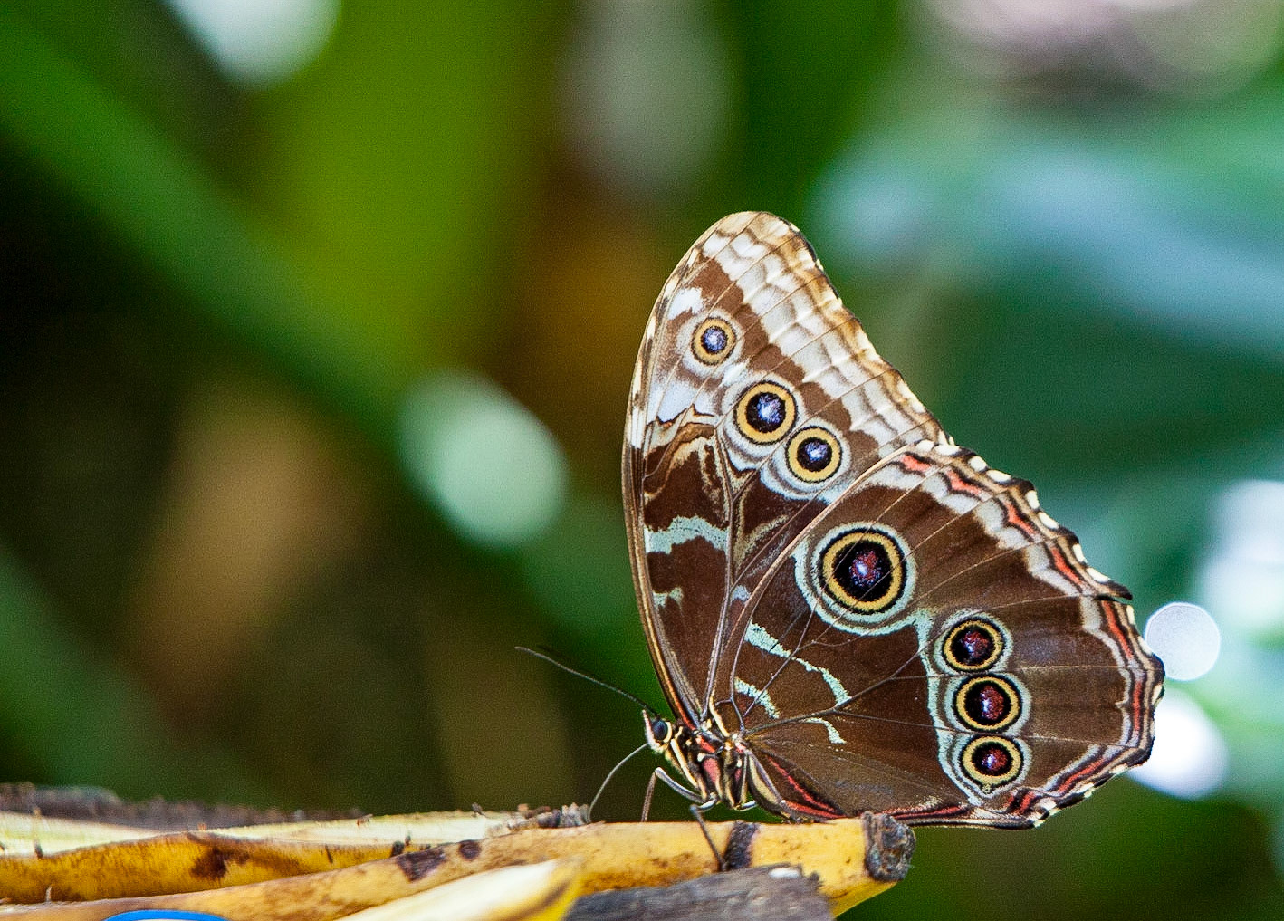 Blue Morpho Underside - 347