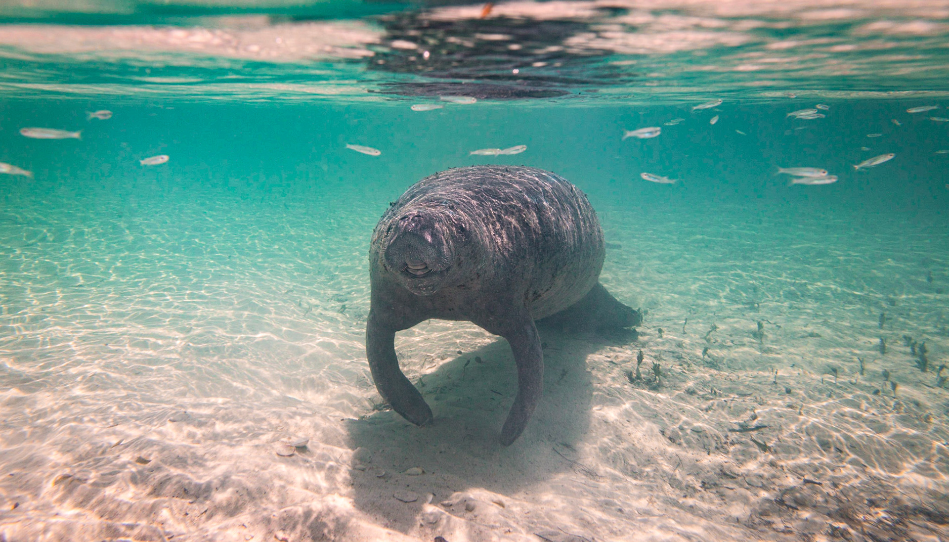 Manatee-05
