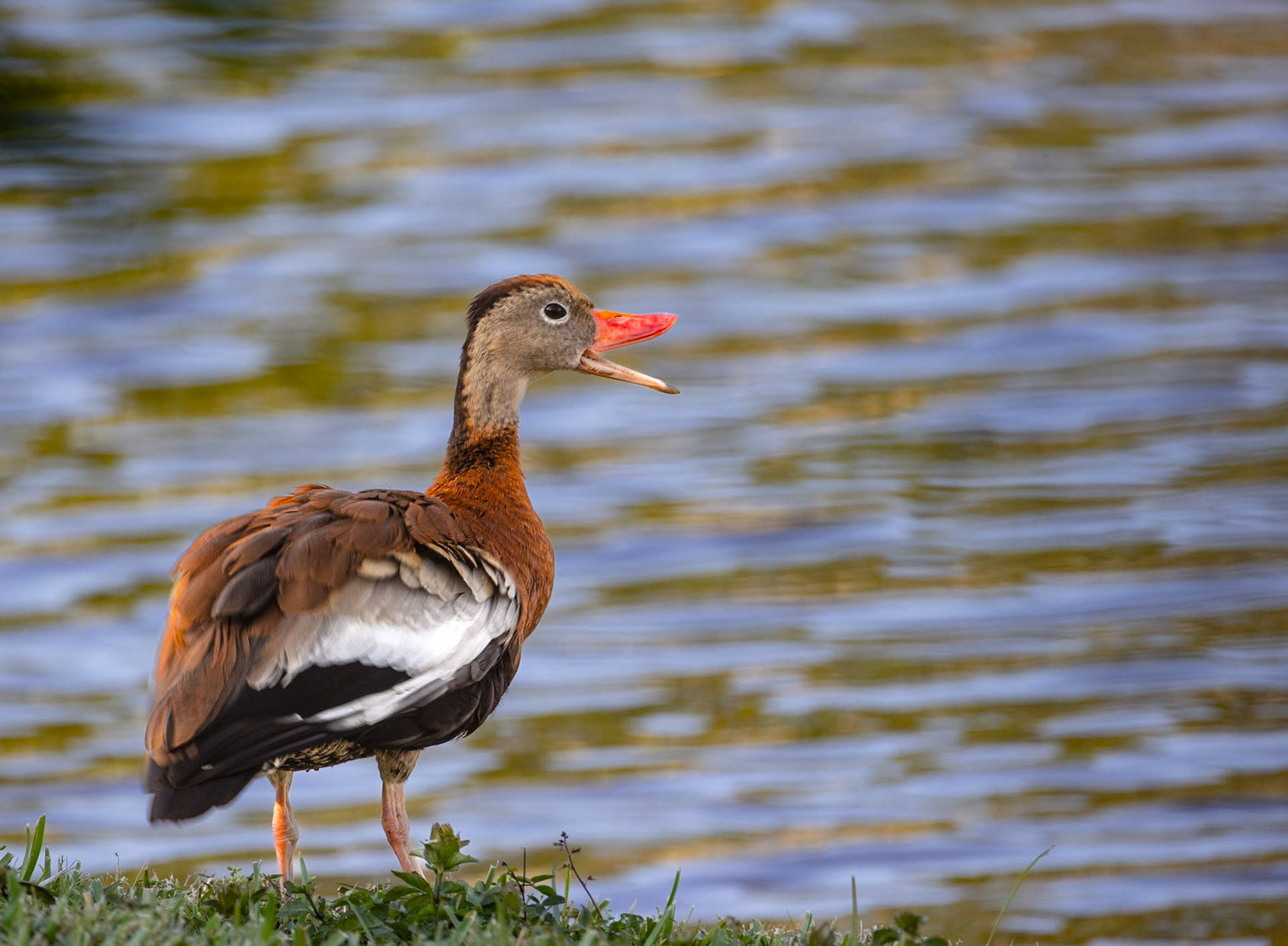 Black Bellied Whistelling Duck