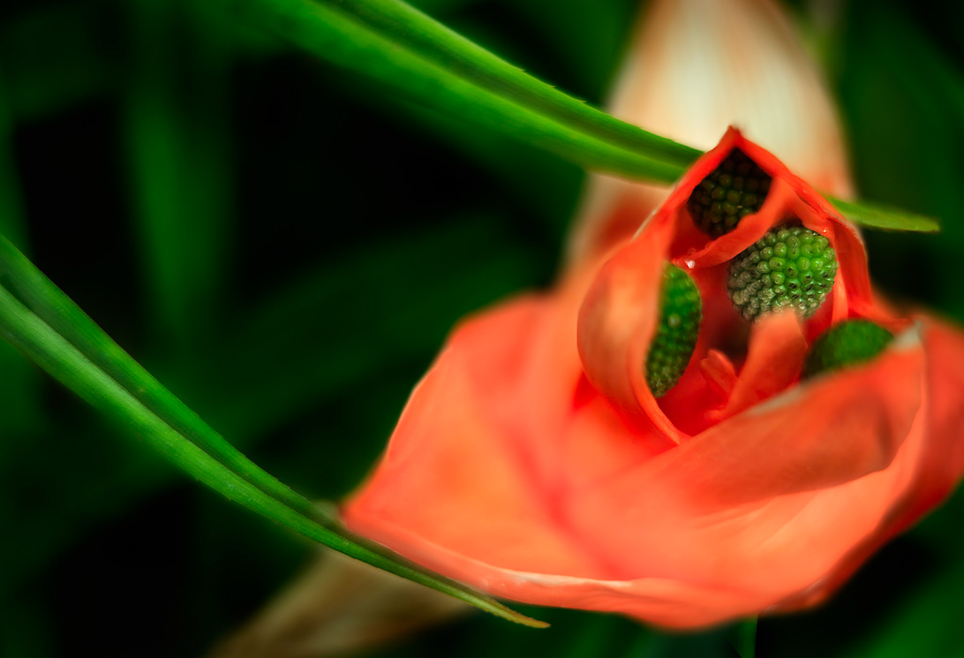 Anthurium -1323