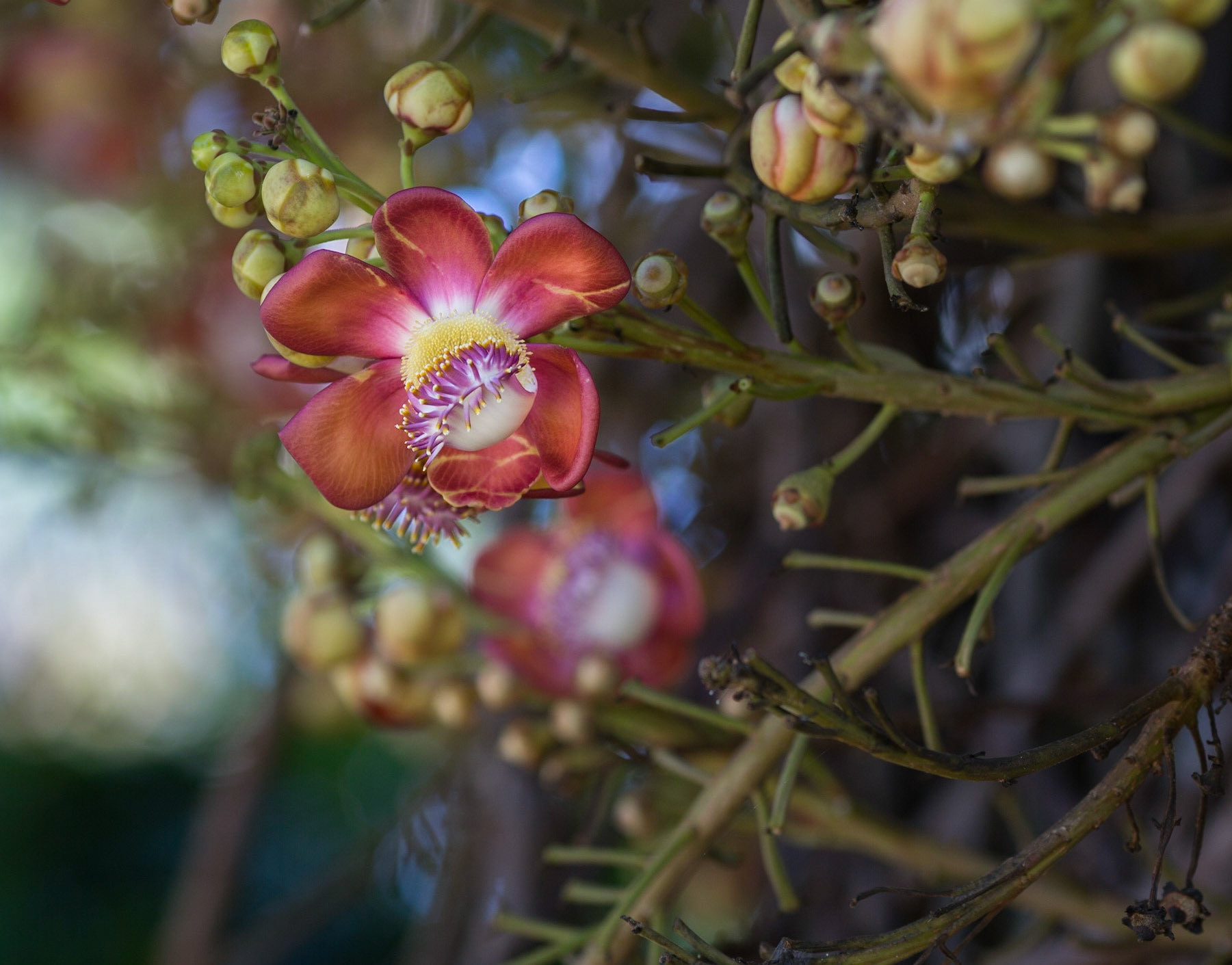 Flowers-1380