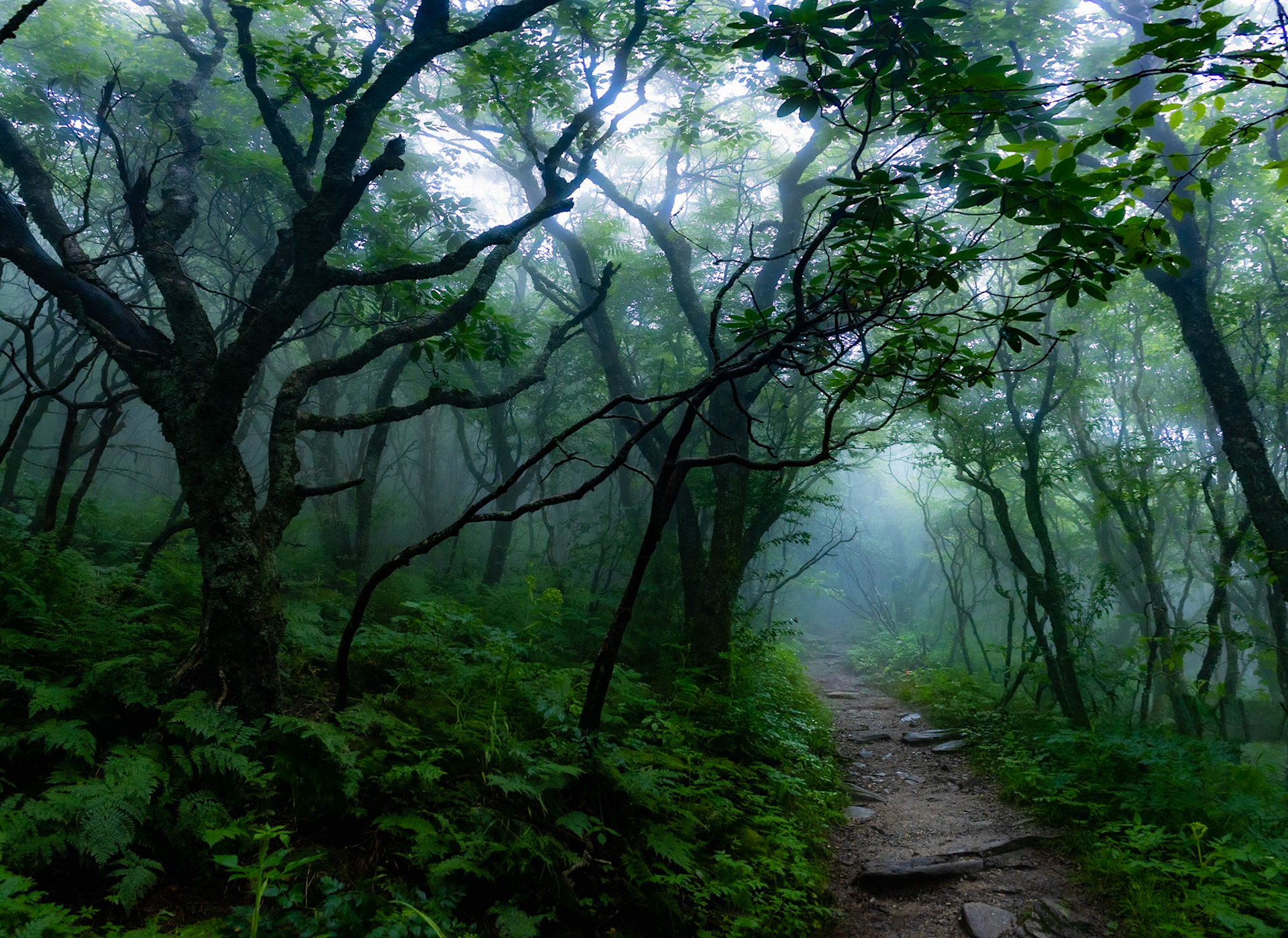 Rhododendron Fog 2015