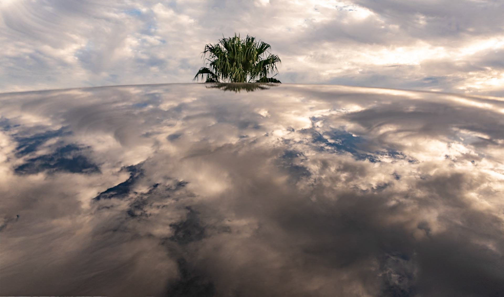 Palm in the Sky