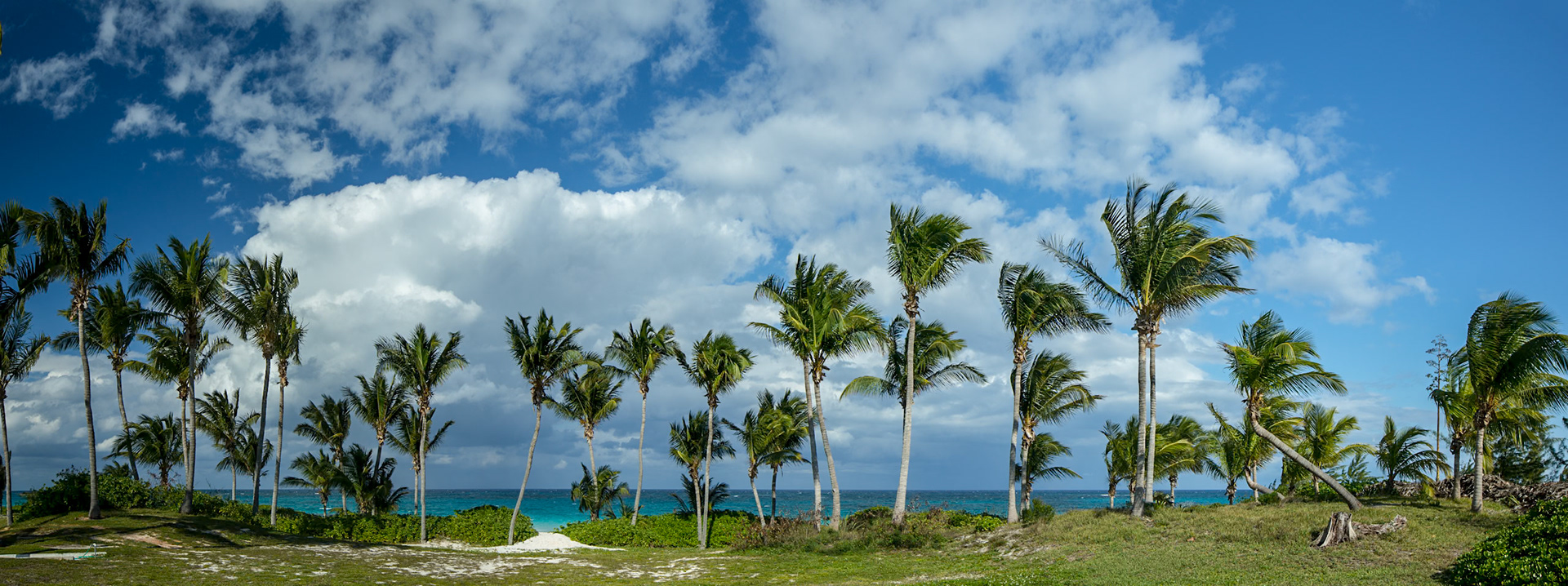Palms in the Wind - 7941