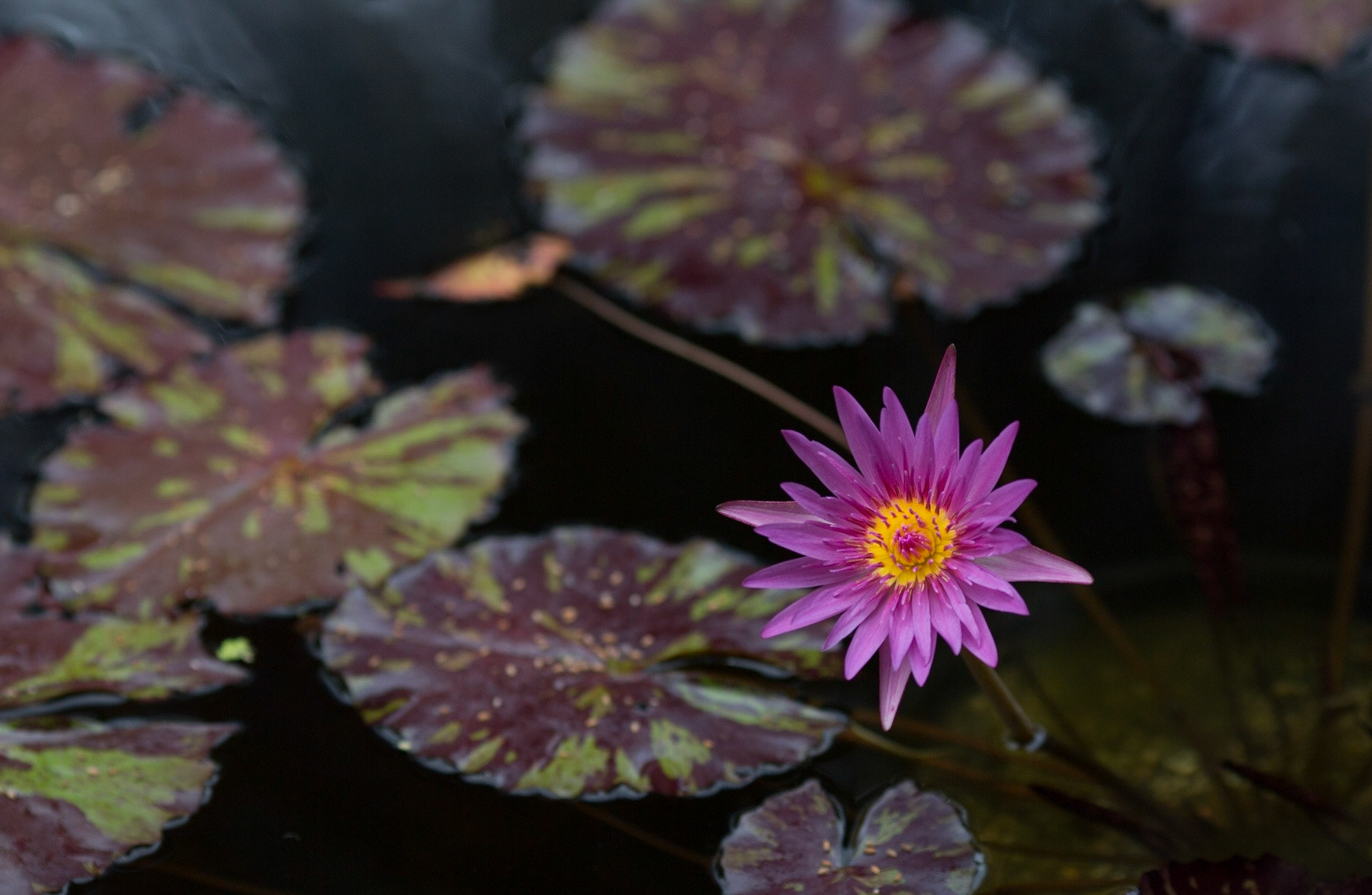 Flowers-1375