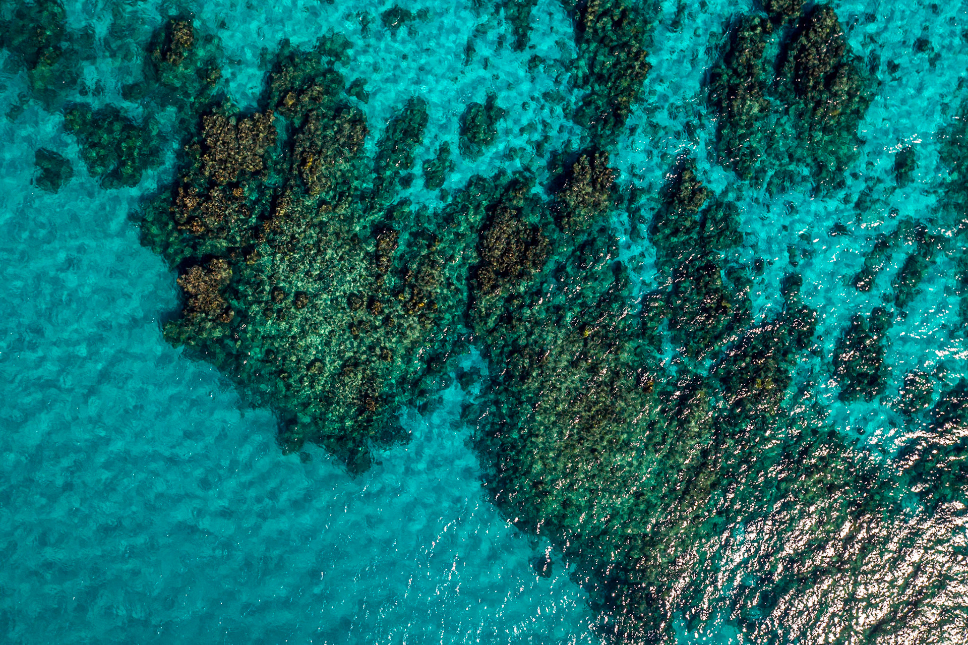 Close on the Coral - 0189